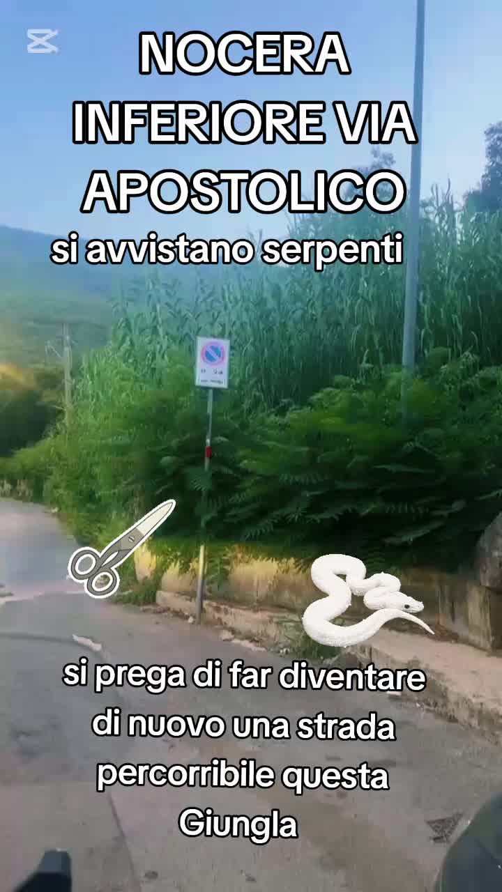 @ficus68