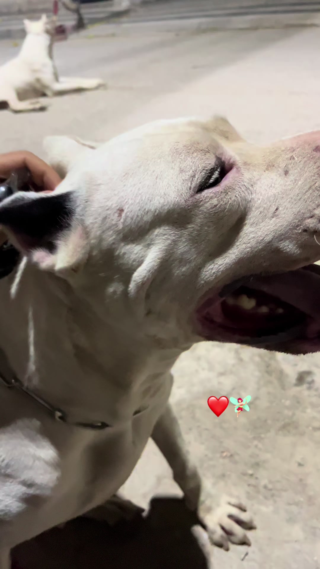 @DOGO ARGENTINO R.A.S🇦🇷🔥