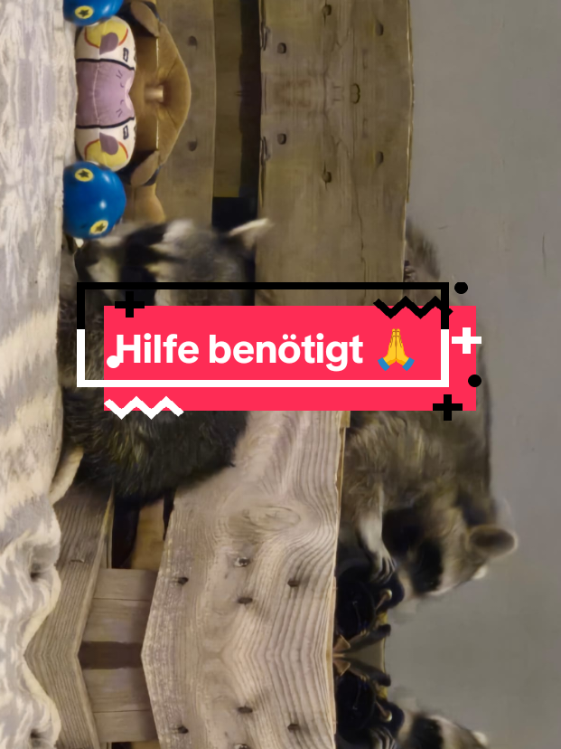@Lothys wildis 🐗Team wildis 🐗