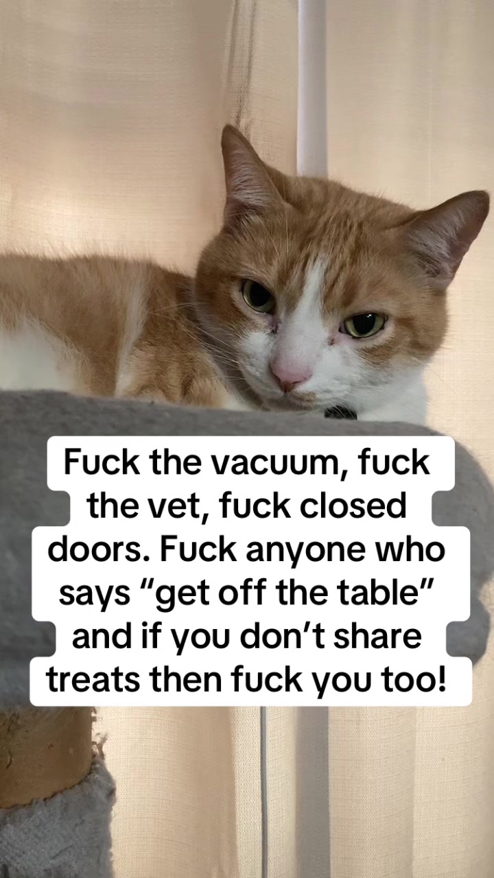 @Neighborhood Cat Man