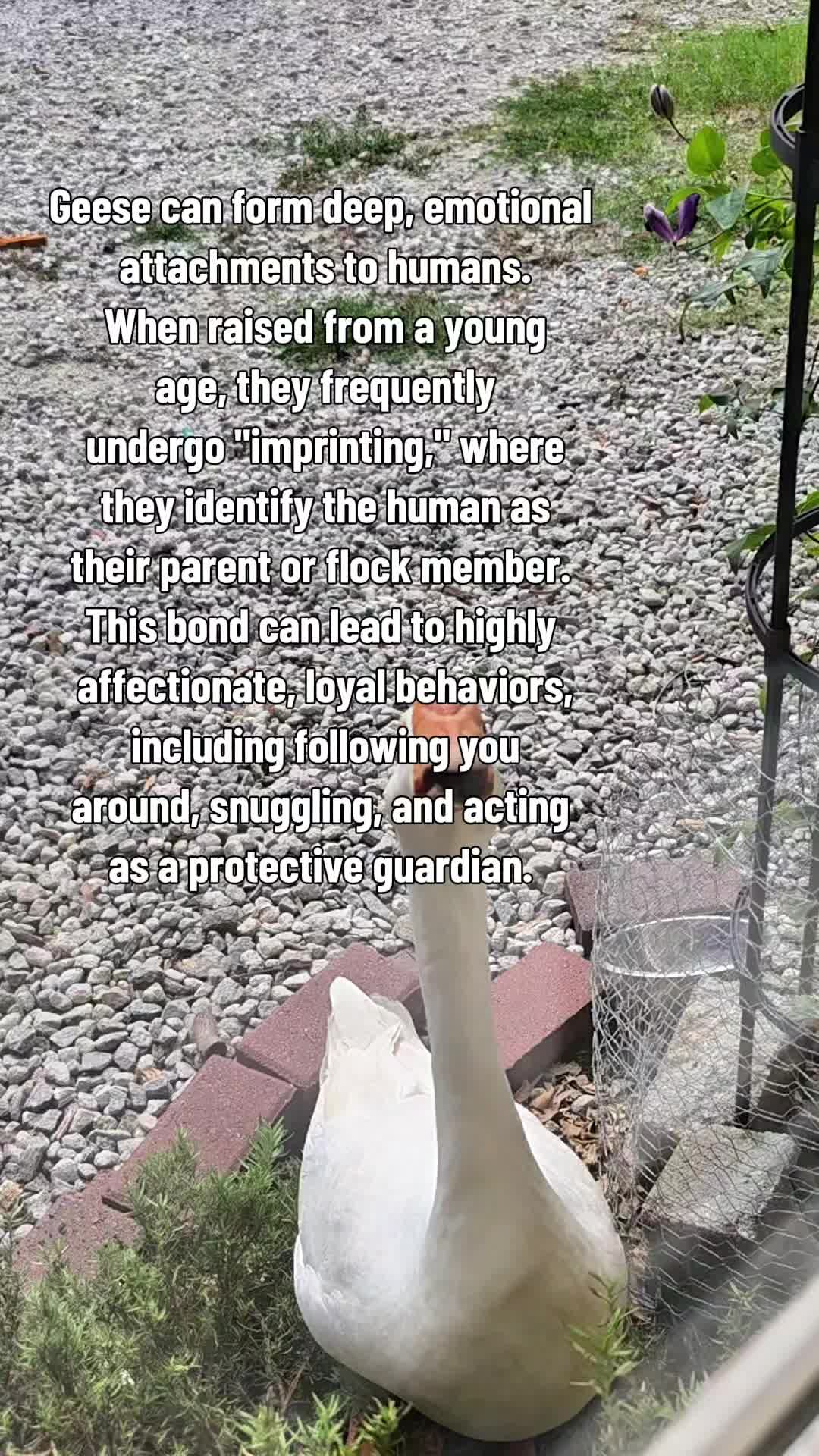 @Skeletonsonbeaverpond❌️🦆☠️