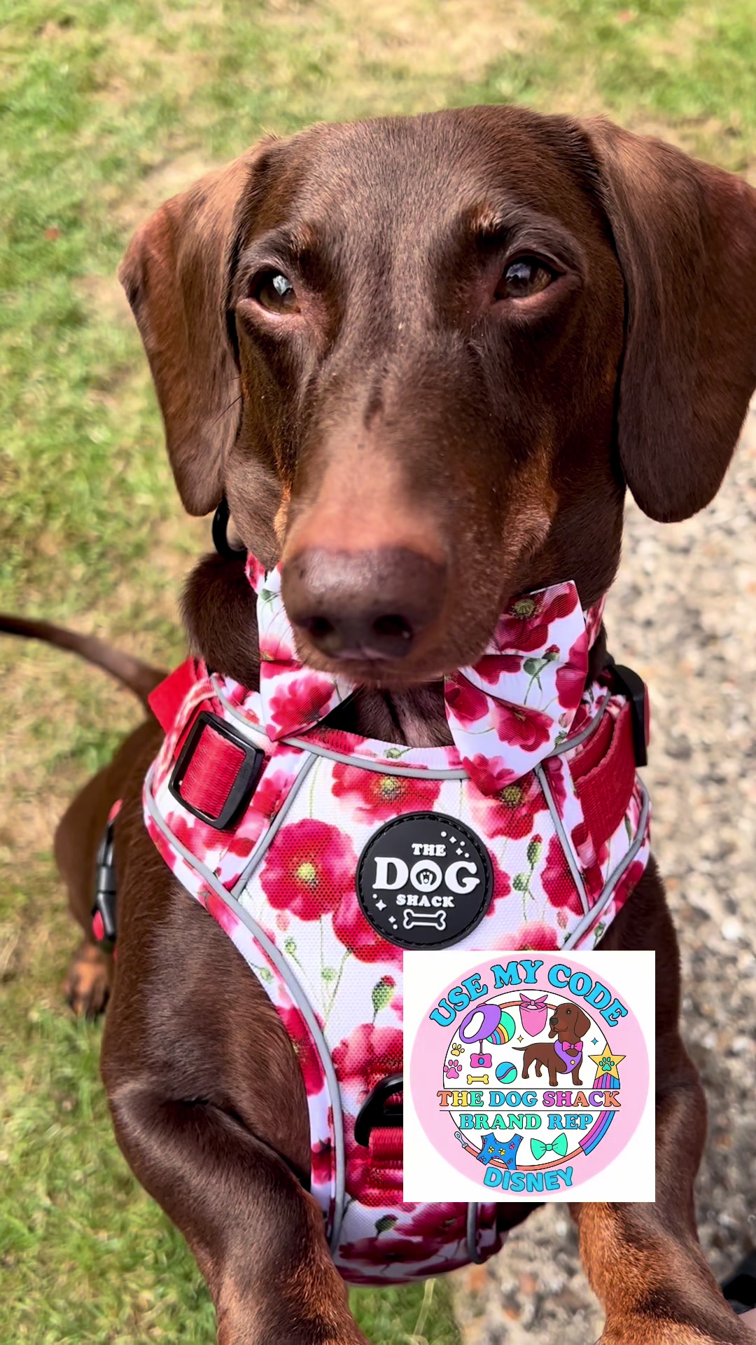 @disneythedachshund