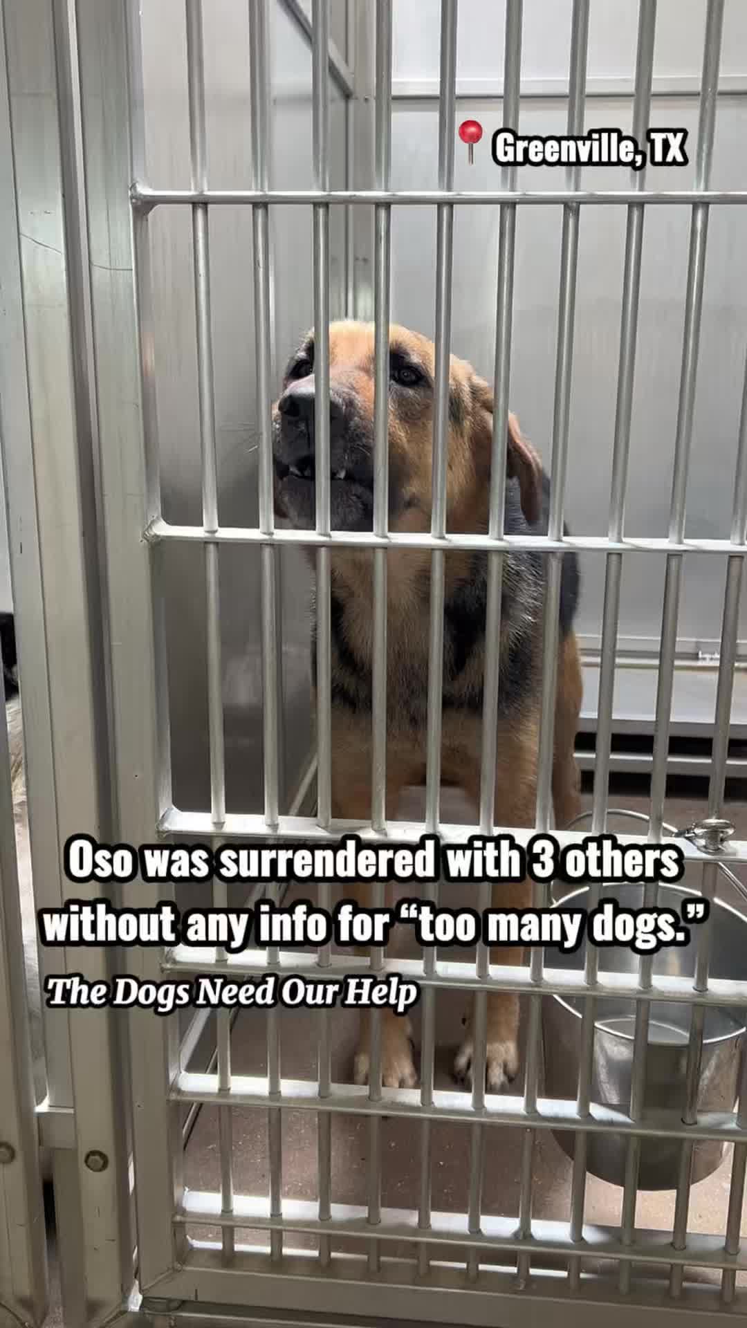 @The Dogs Need Our Help