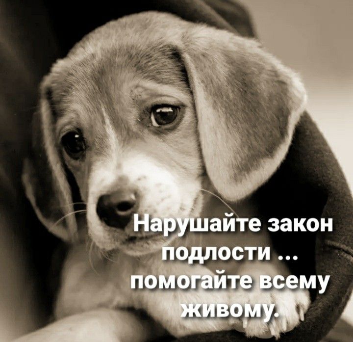 @Ludmila B