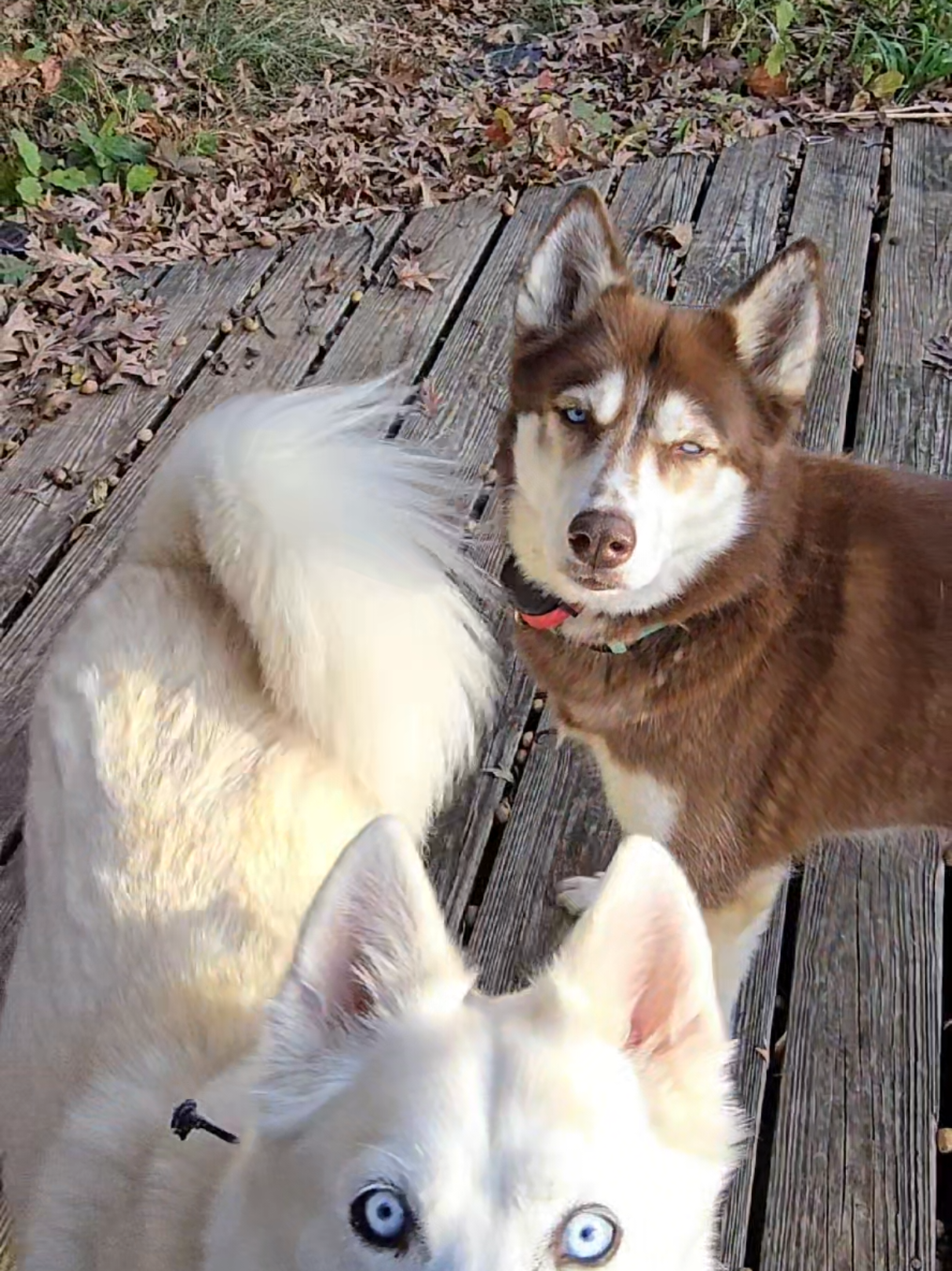 @Diane | Huskies-Jack & Jill