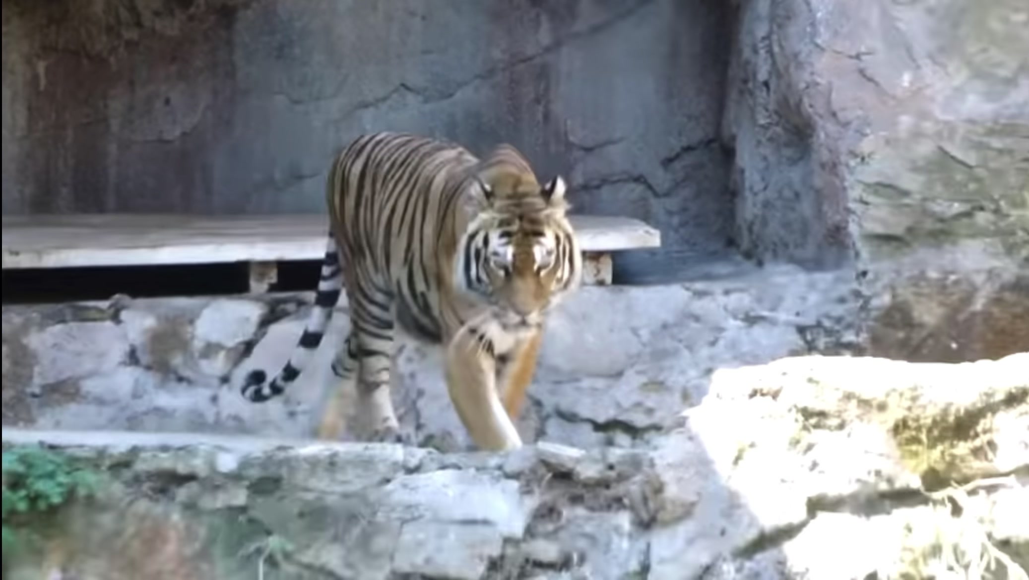 @ღ # 𝑻𝑰𝑮𝑹𝑬𝑺𝑺. 🐅 ❦