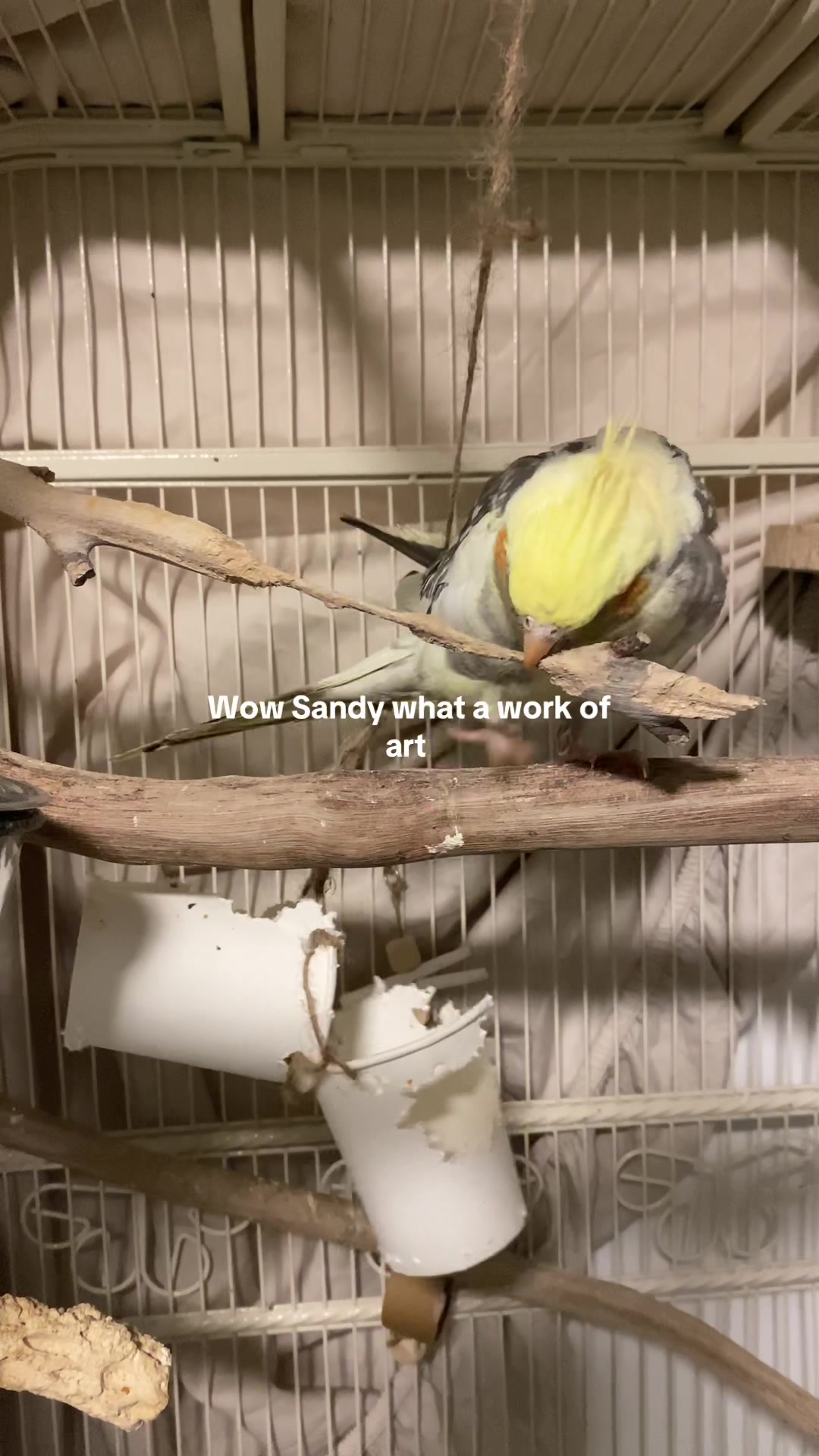 @mybirdjourney;)