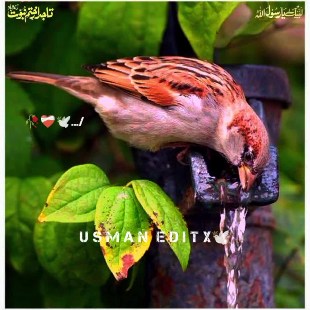 @سلطنت رضویہ 😍😍