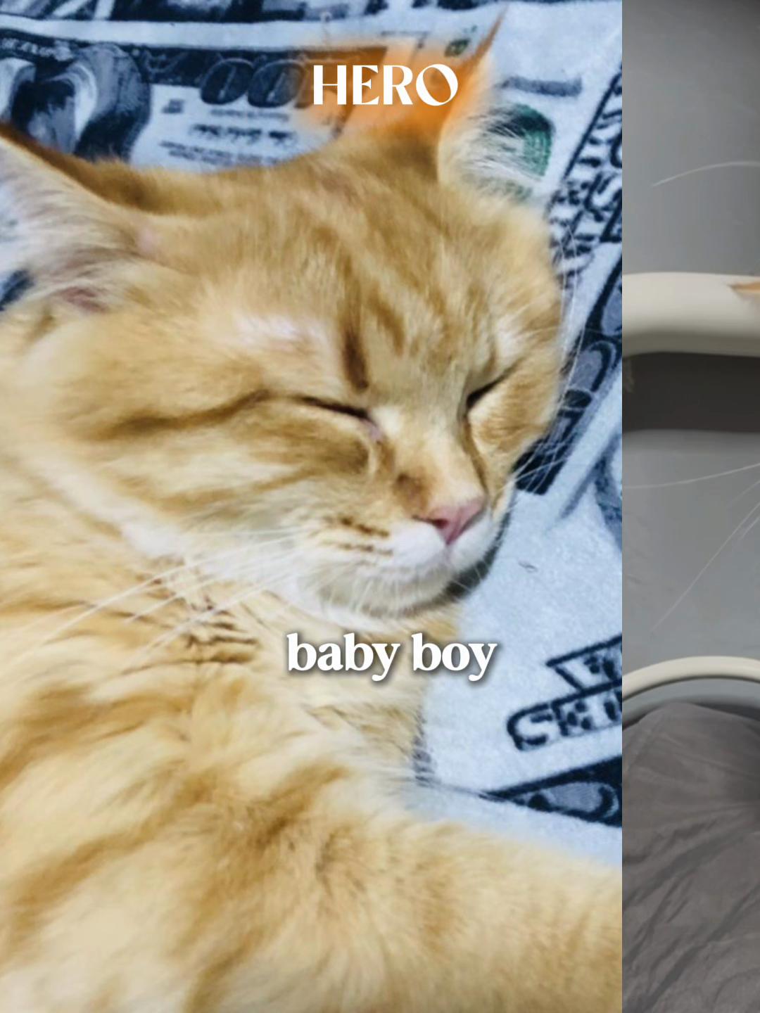 @TheCatFather