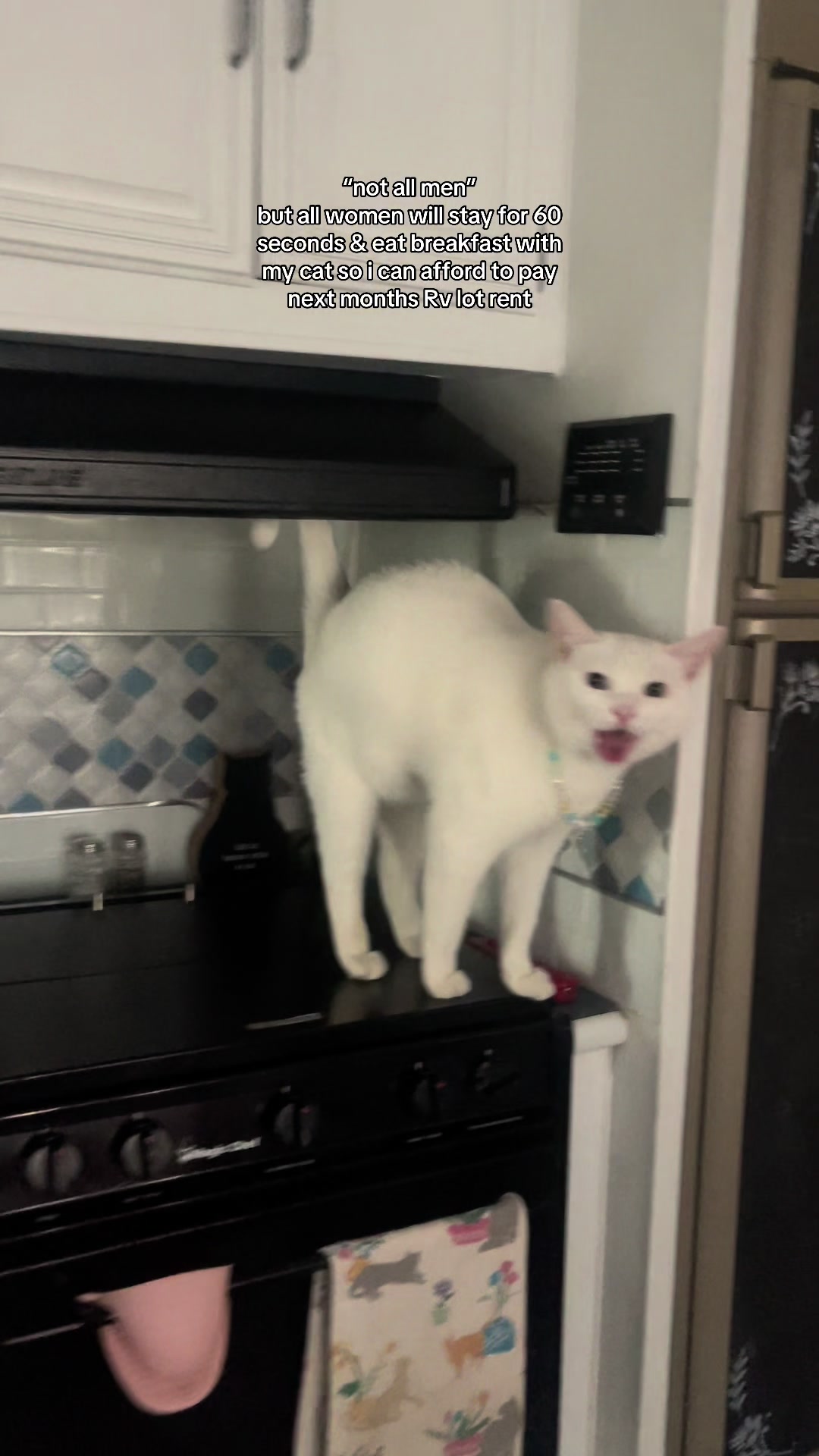 @chicken the white cat