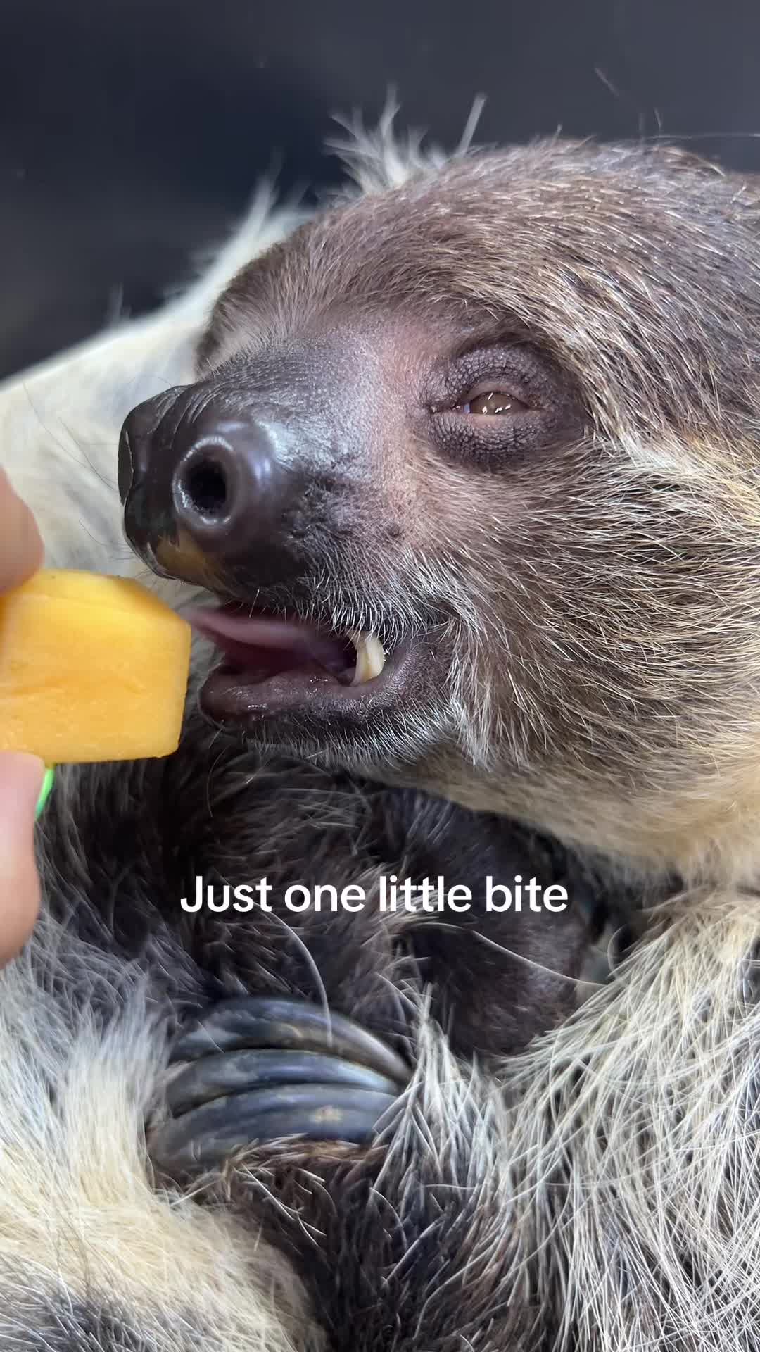 @southlandsafari