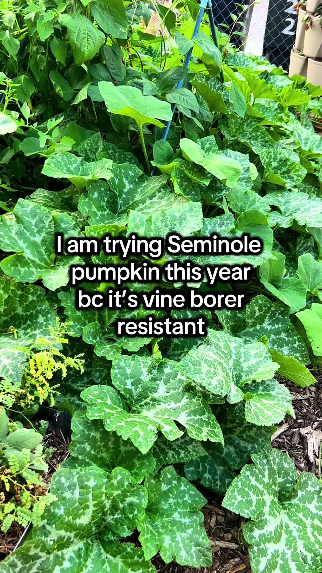 @District Gardening