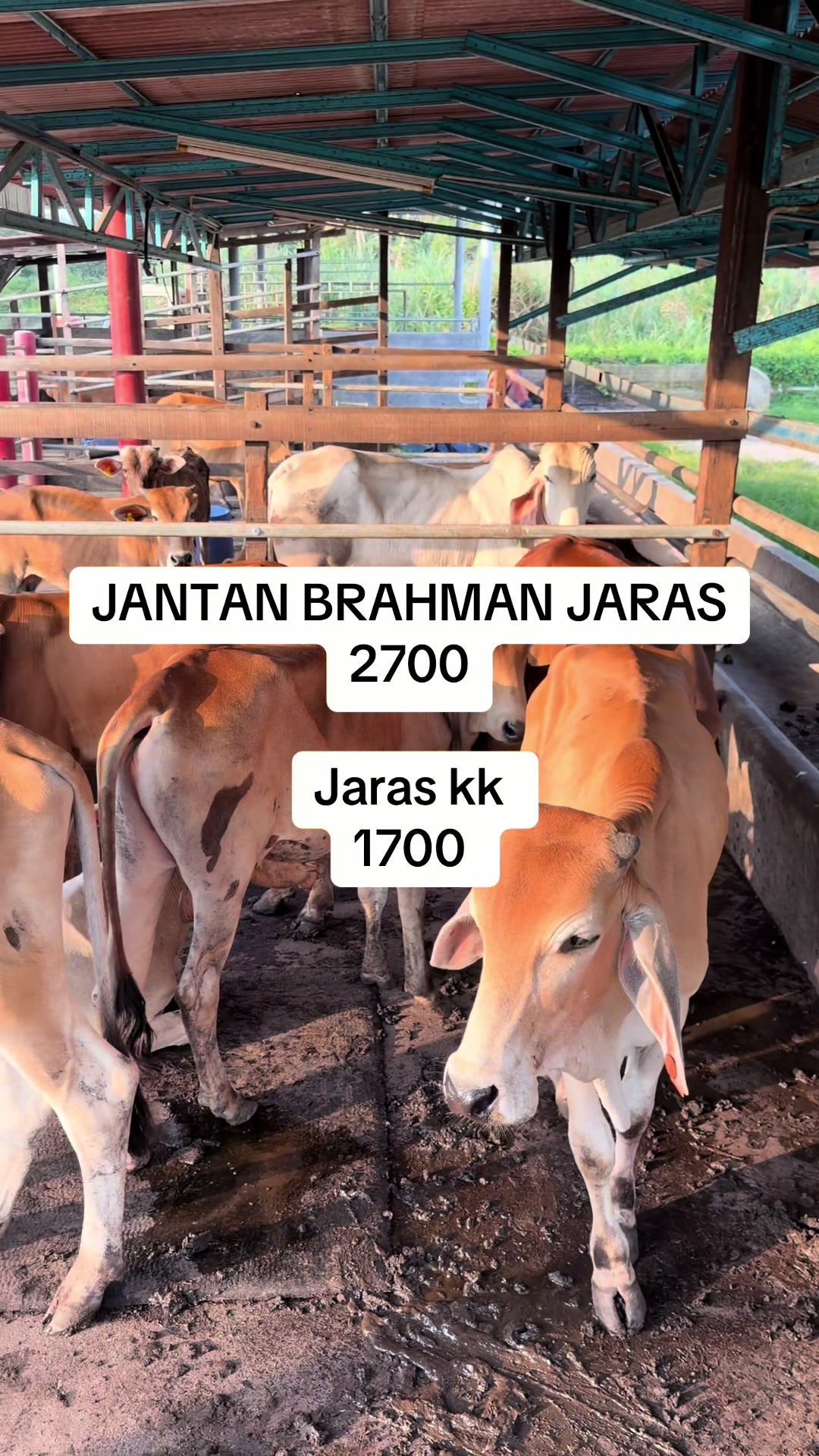 @Muhammad Ikmal Hakim