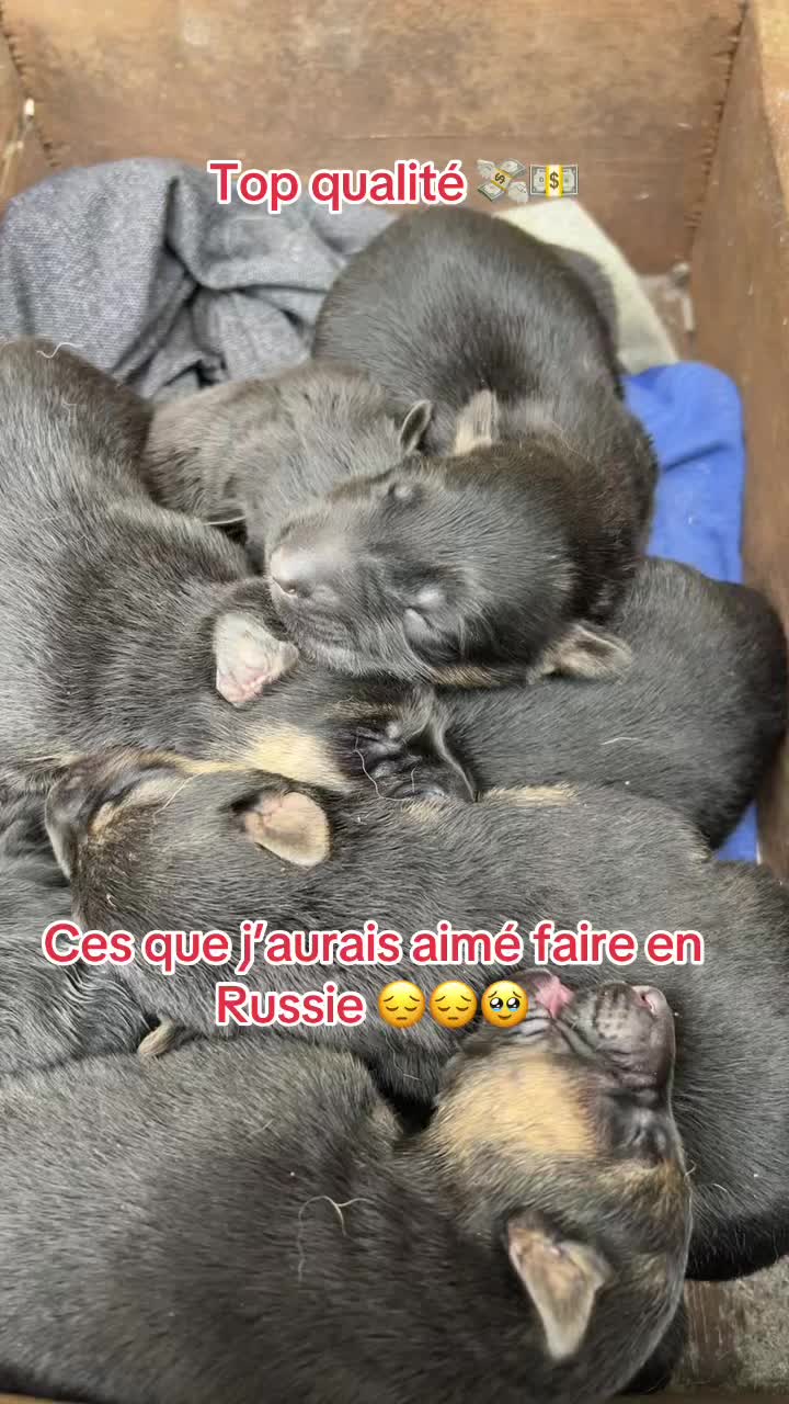 @cuisto pro🇨🇲🇷🇺