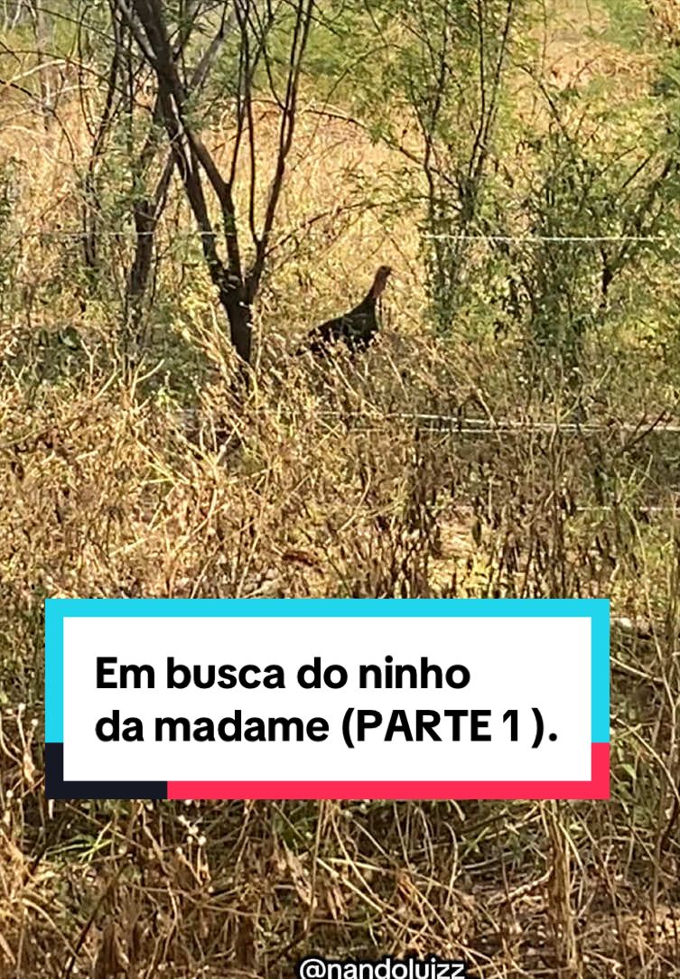 @Fernando Luiz
