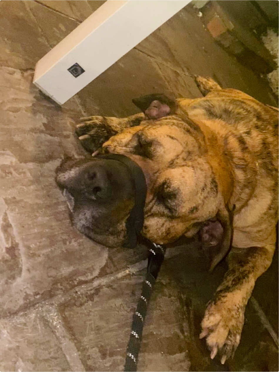 @Mooch 💖🍃 PRESA-CANARIO