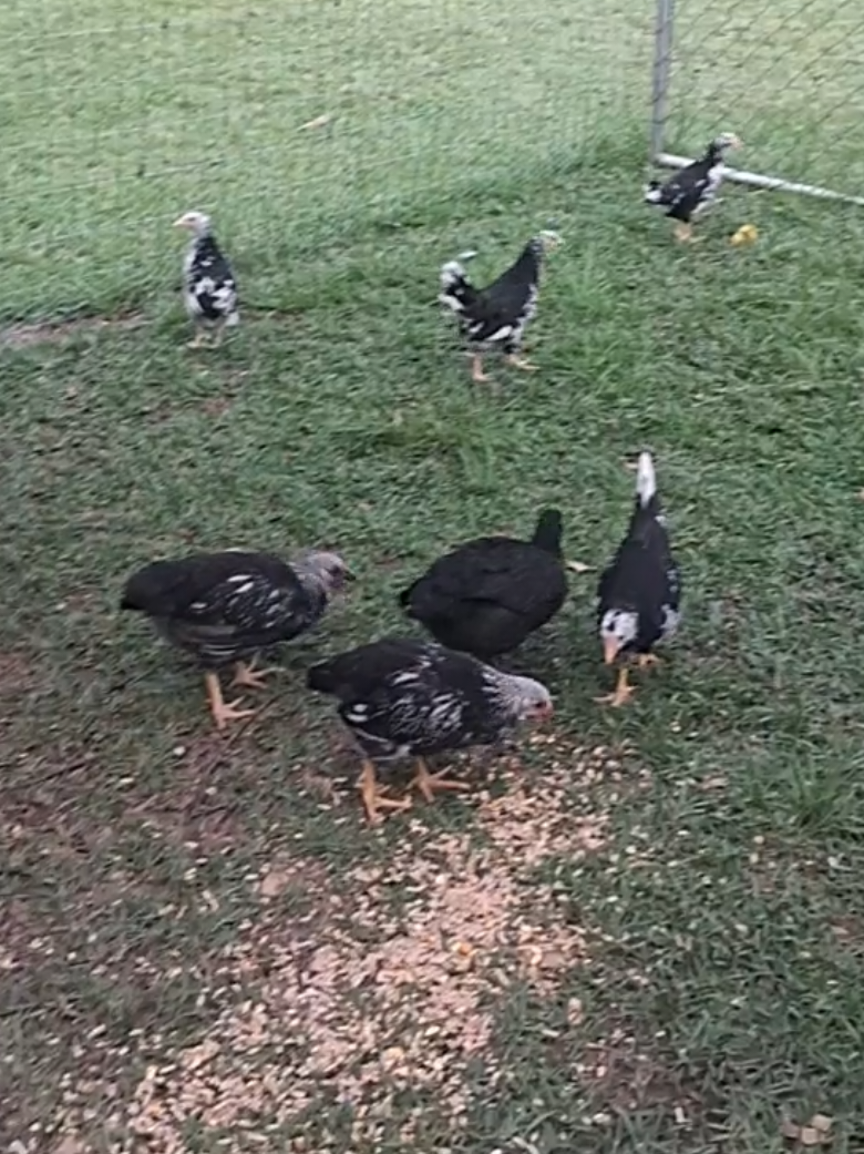 @Simply Jaime ✝️ ❌️ 🐔 🦆🐶