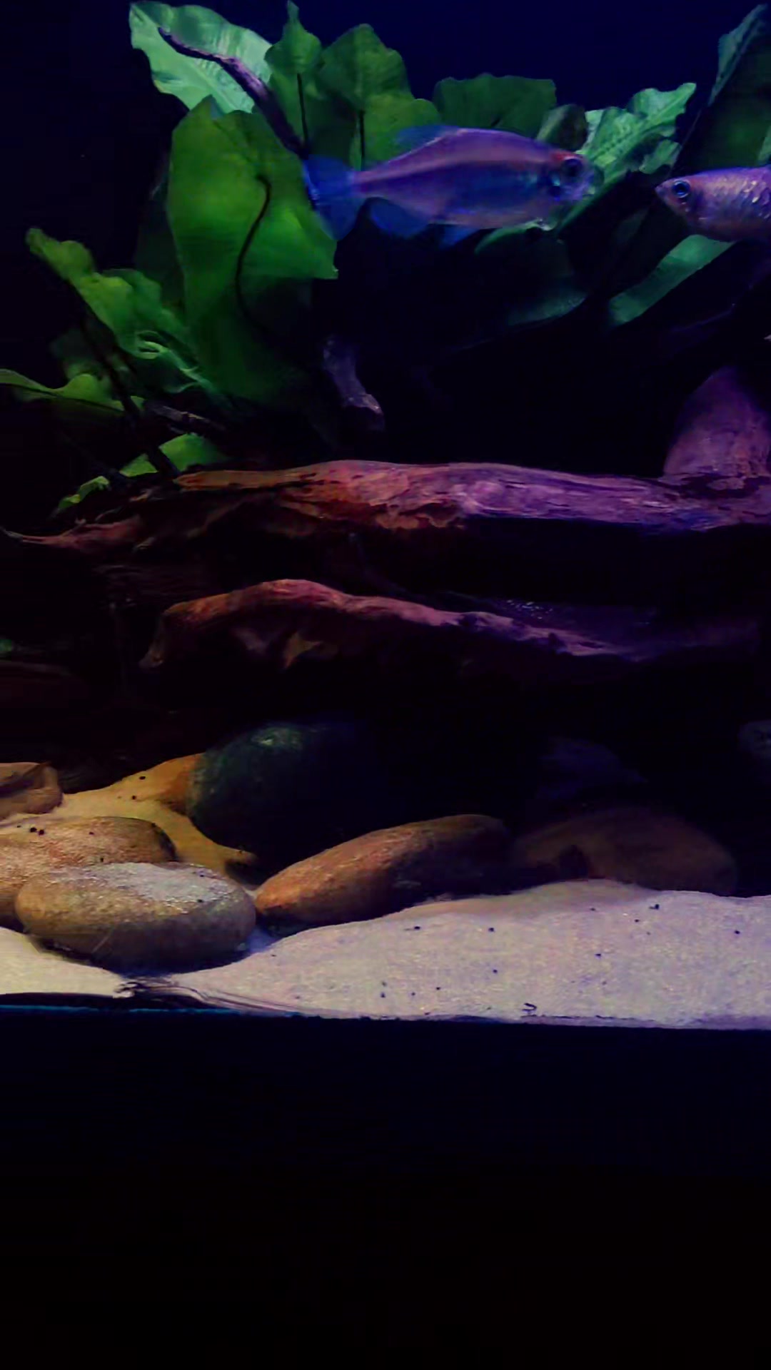 @Dave's Tanks and other stuff