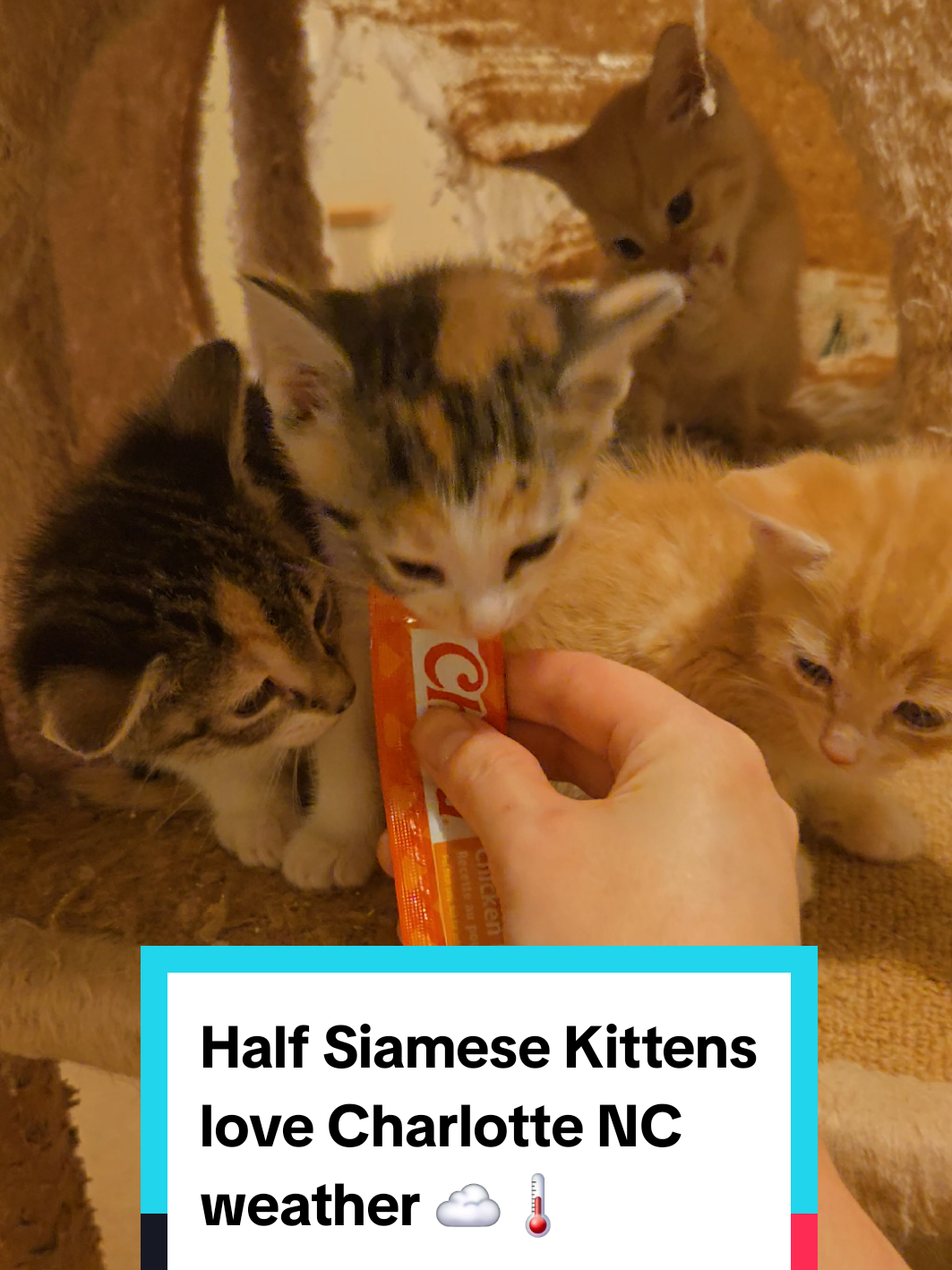 @Brittany Beauties Kittens