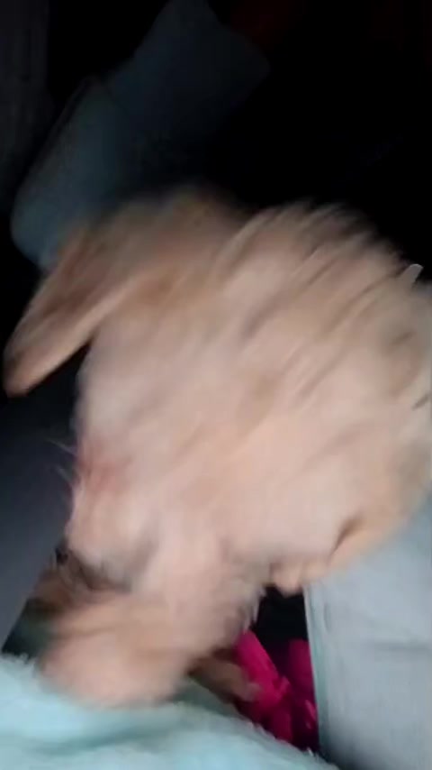 @fabii.callt