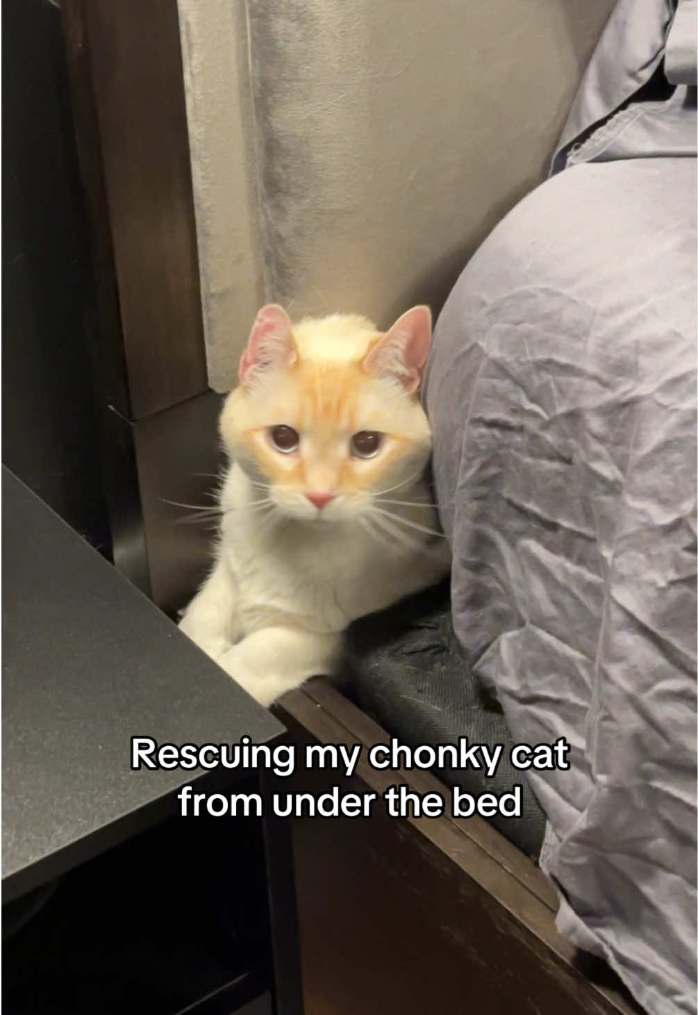 @Angel the Cat Mom