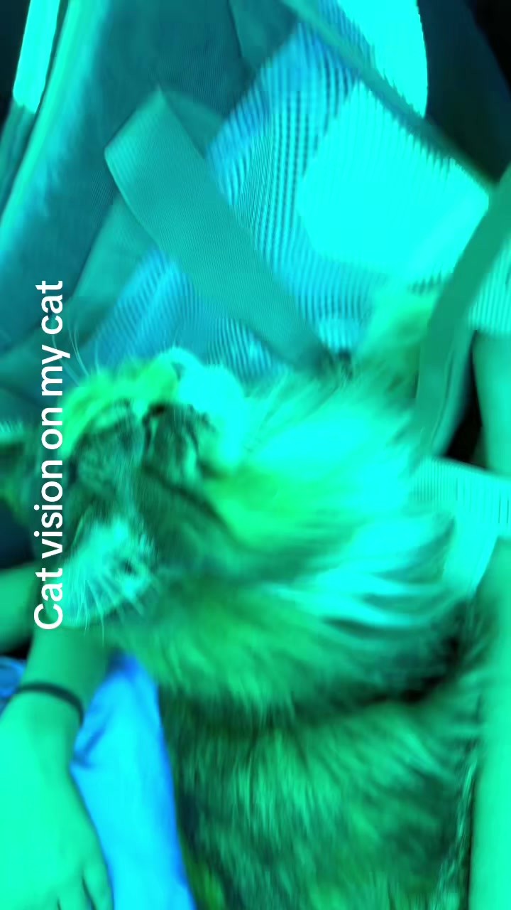 @(&bull;ᴗ<˶)✧₊ ⊹𝓽.𝓹𝓪𝔀 ˃ 𖥦 ˂