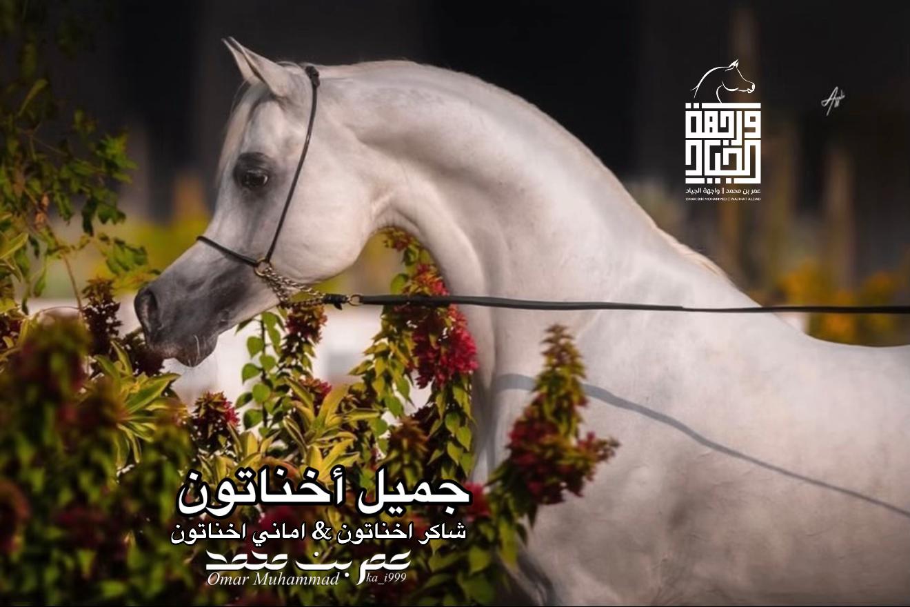 @عمر بن محمد | واجهة الجـياد🏅