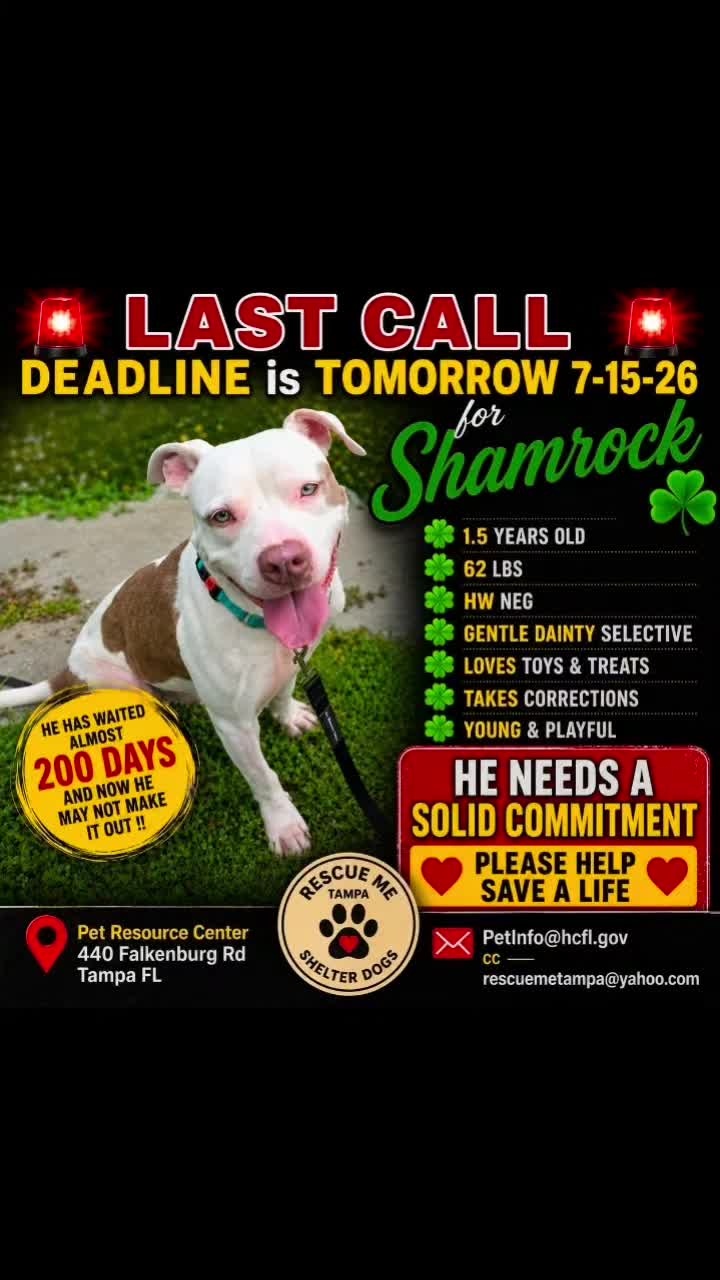 @RescueMeTampa-ShelterDogs