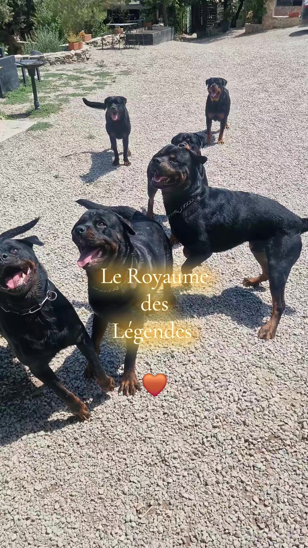 @Laetitia FACHETTi Rottweiler