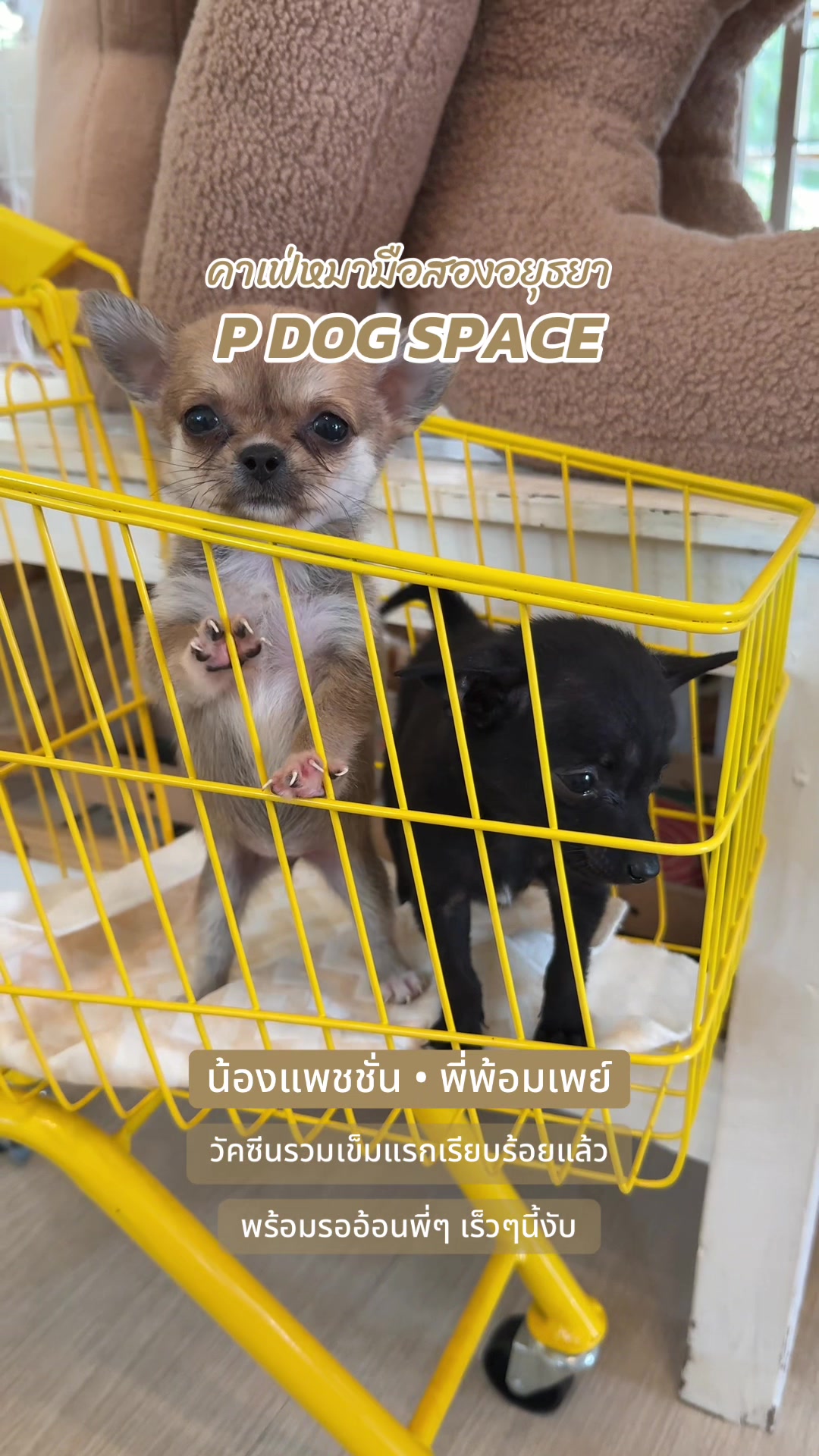 @P Dog Space คาเฟ่หมามือสอง 🐶