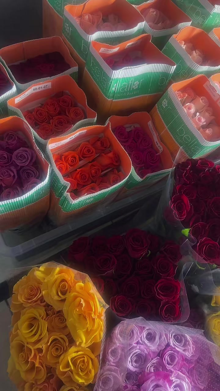 @دانه المطوع