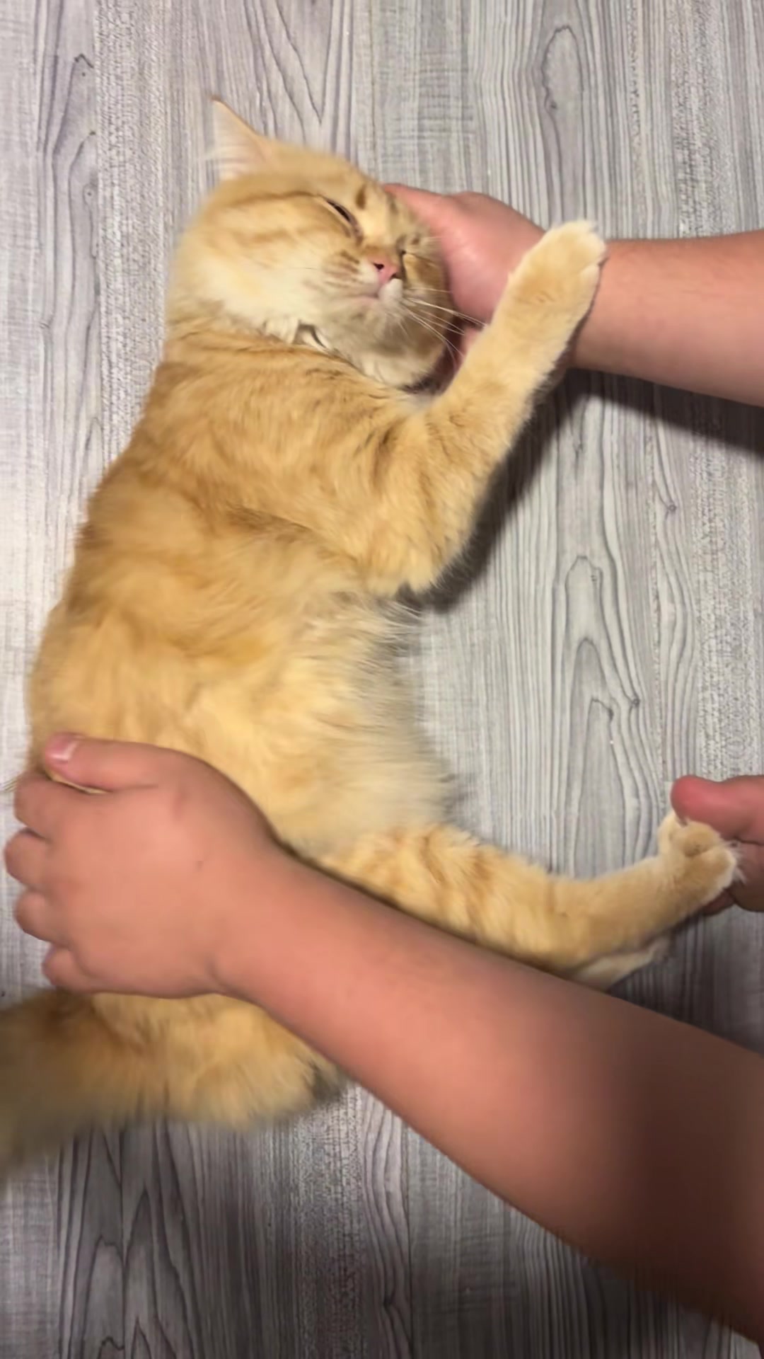 @TheCatFather