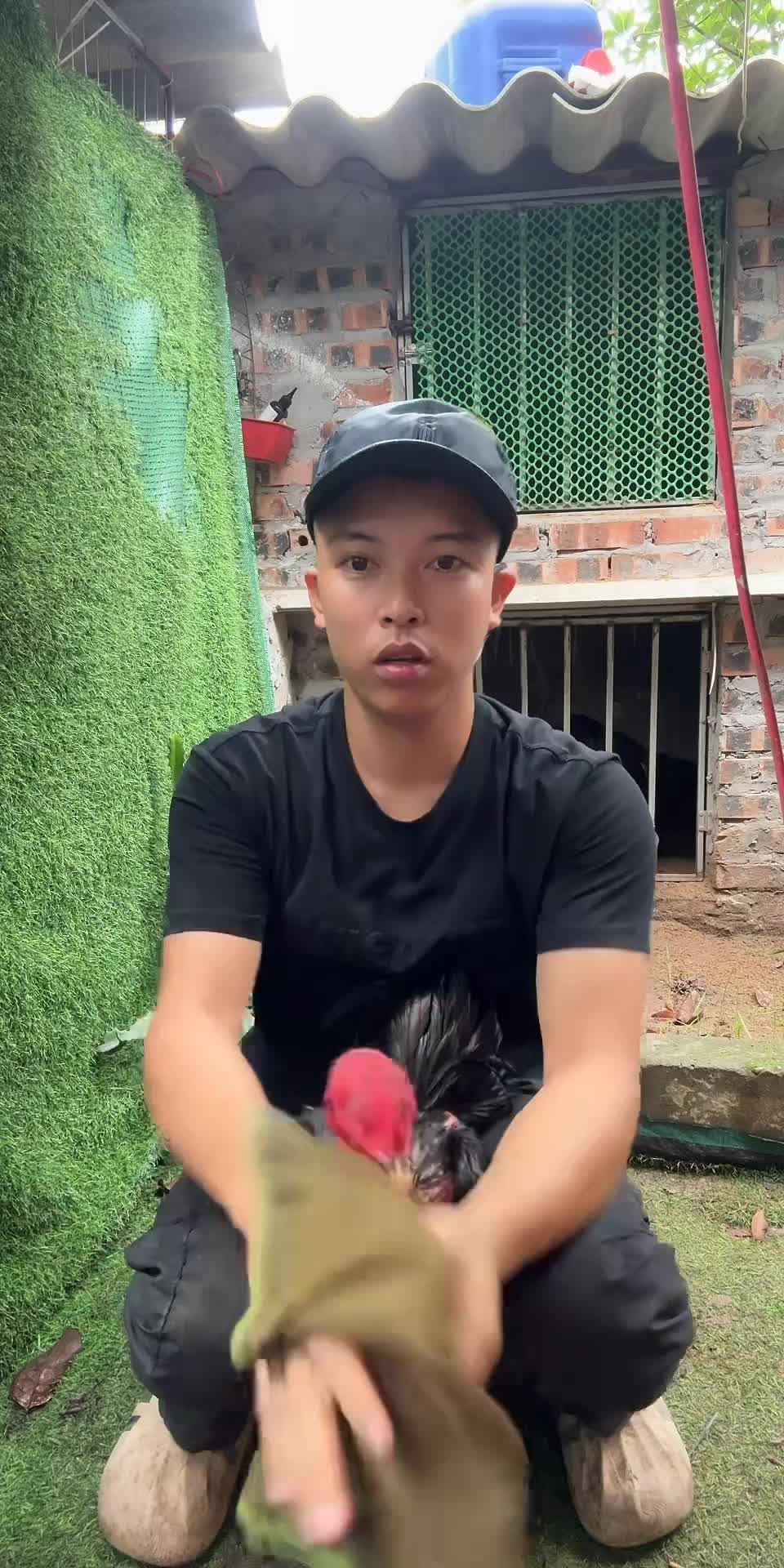 @Thuần Gà Chọi