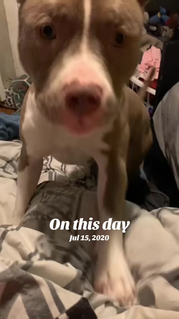 @Pittie Mom