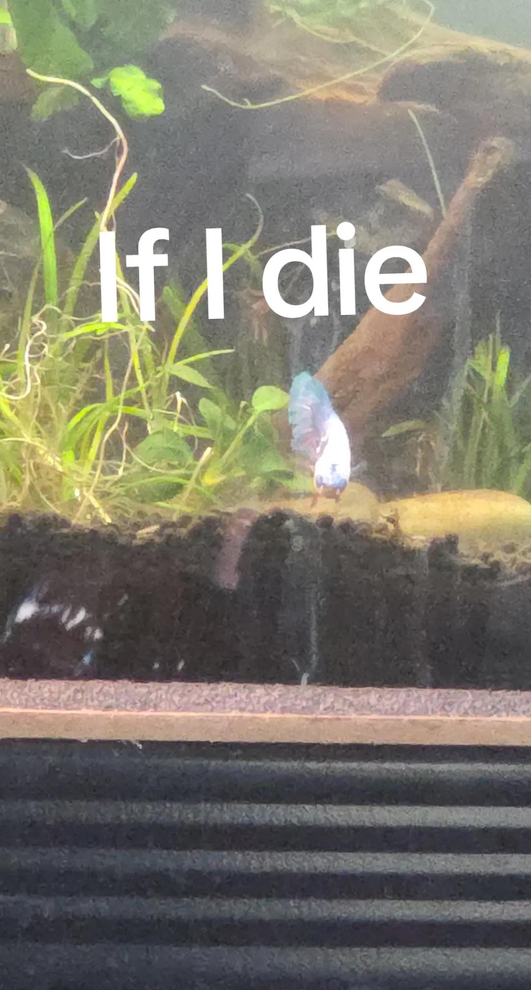 @ella aquatics