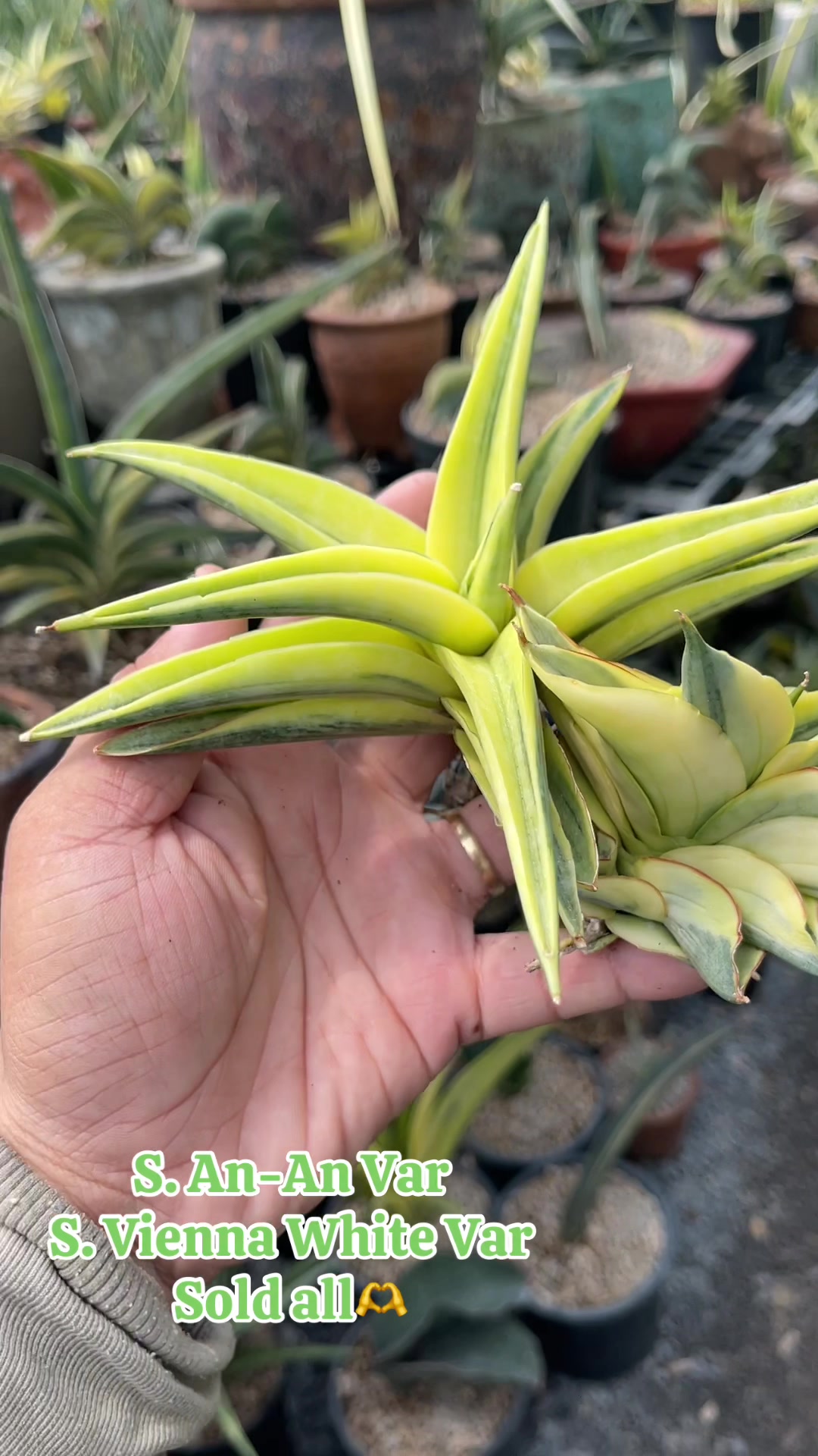 @The Sansevieria Farm