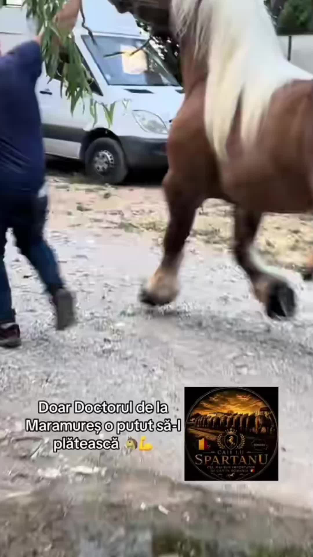 @🐴spartanu80🐴