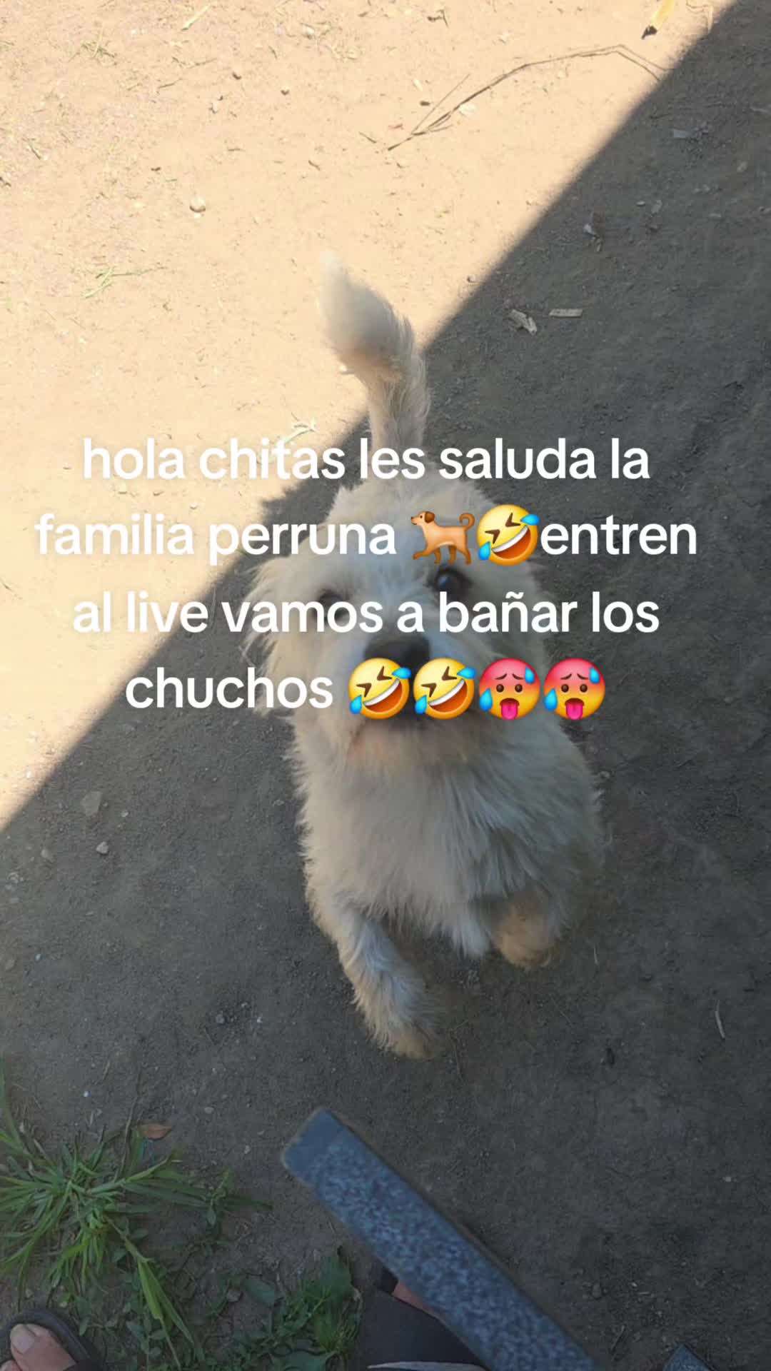 @@Chaparritacatrachita