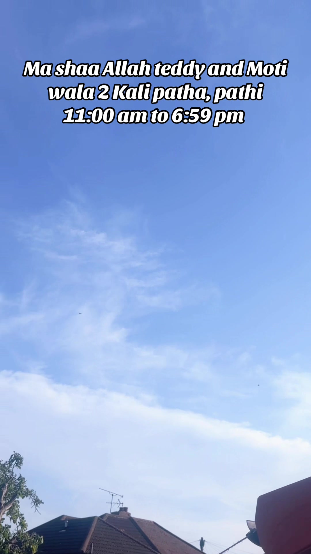 @DKB🇵🇰ĦighFlyerPigeonClub 🕊️
