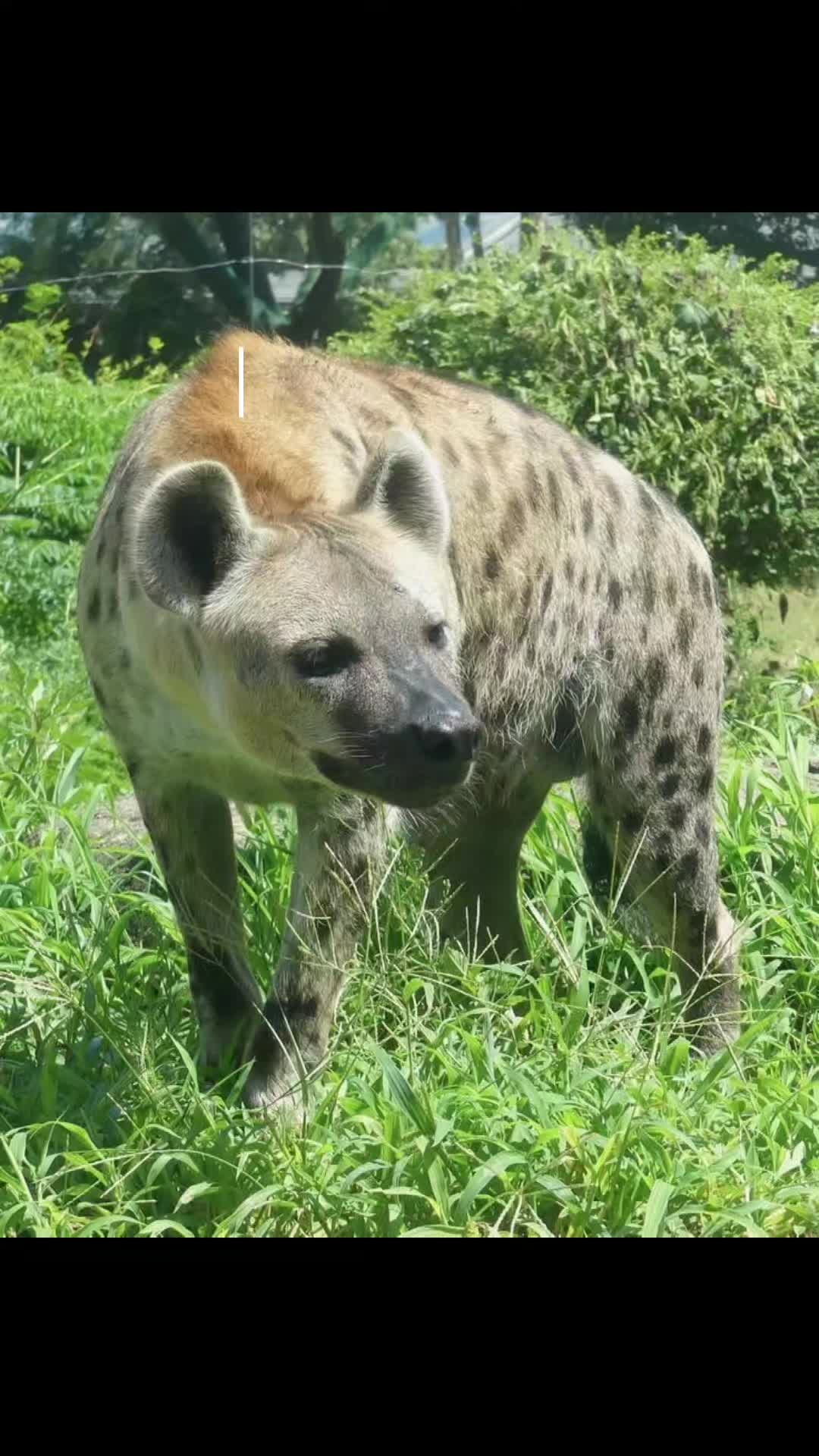 @AbrahamTheHyena✝️
