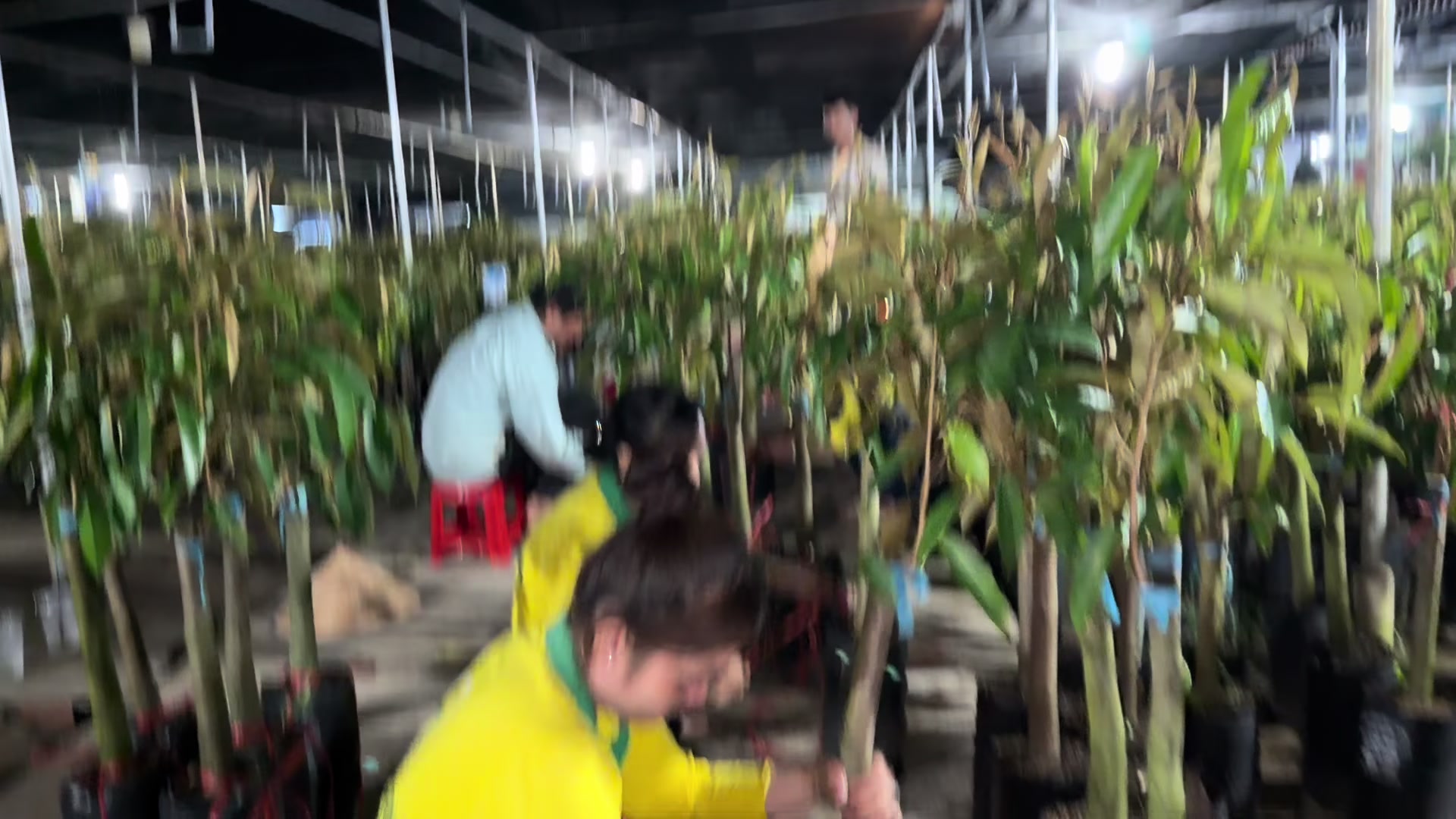 @Hùng Chương STCG Welofarm