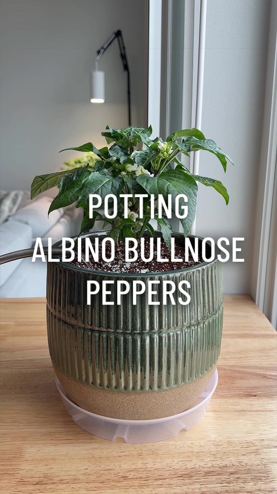 @gardeningindoors