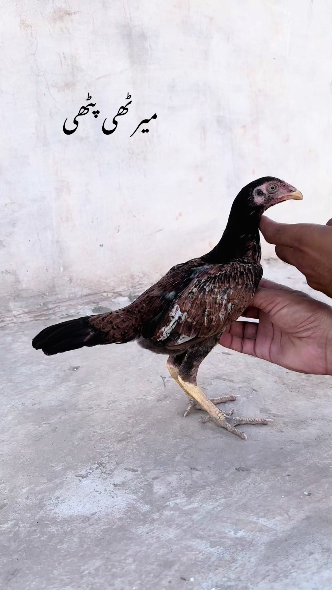 @Poultry Markaz