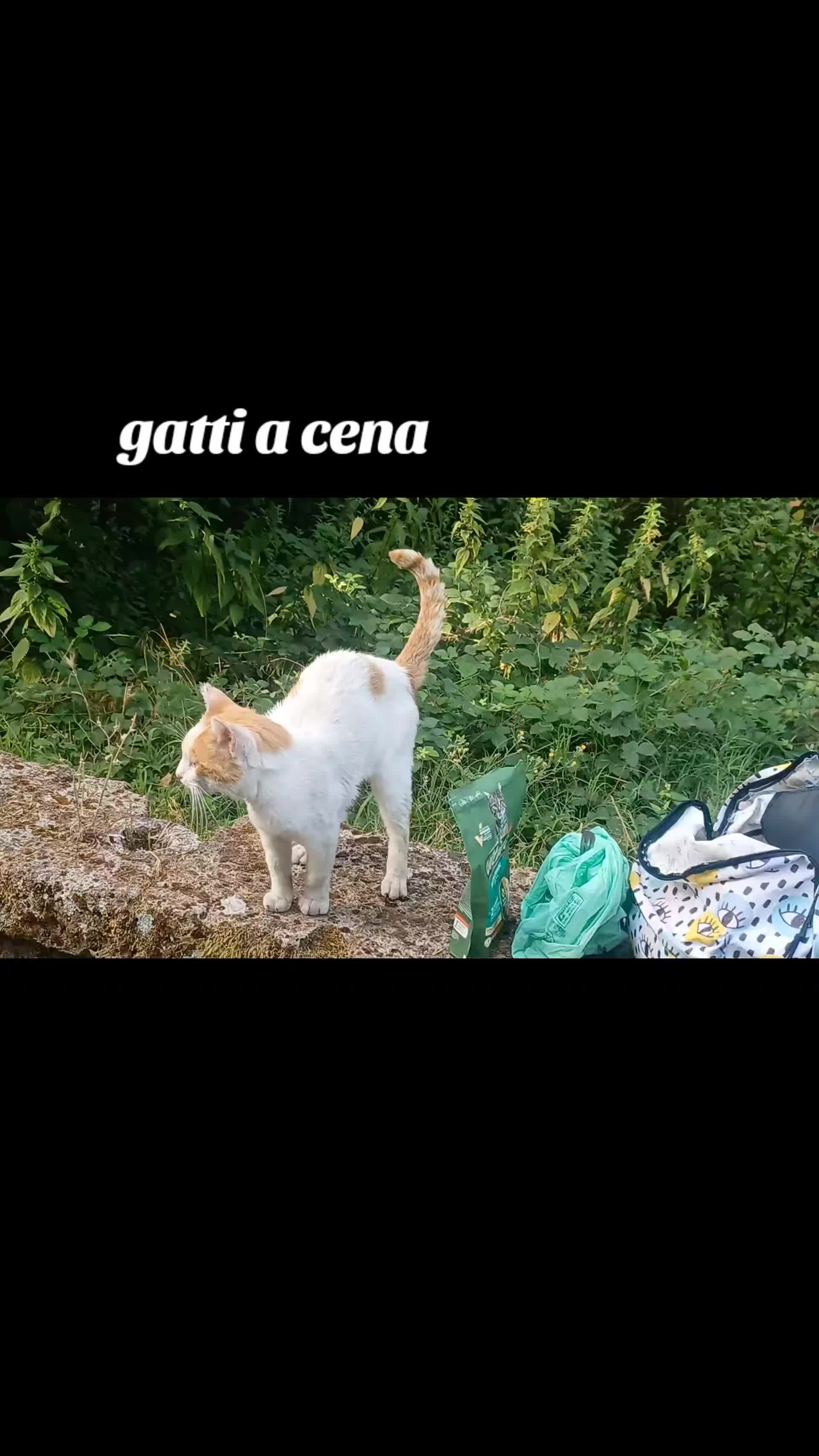 @amica dei gatti
