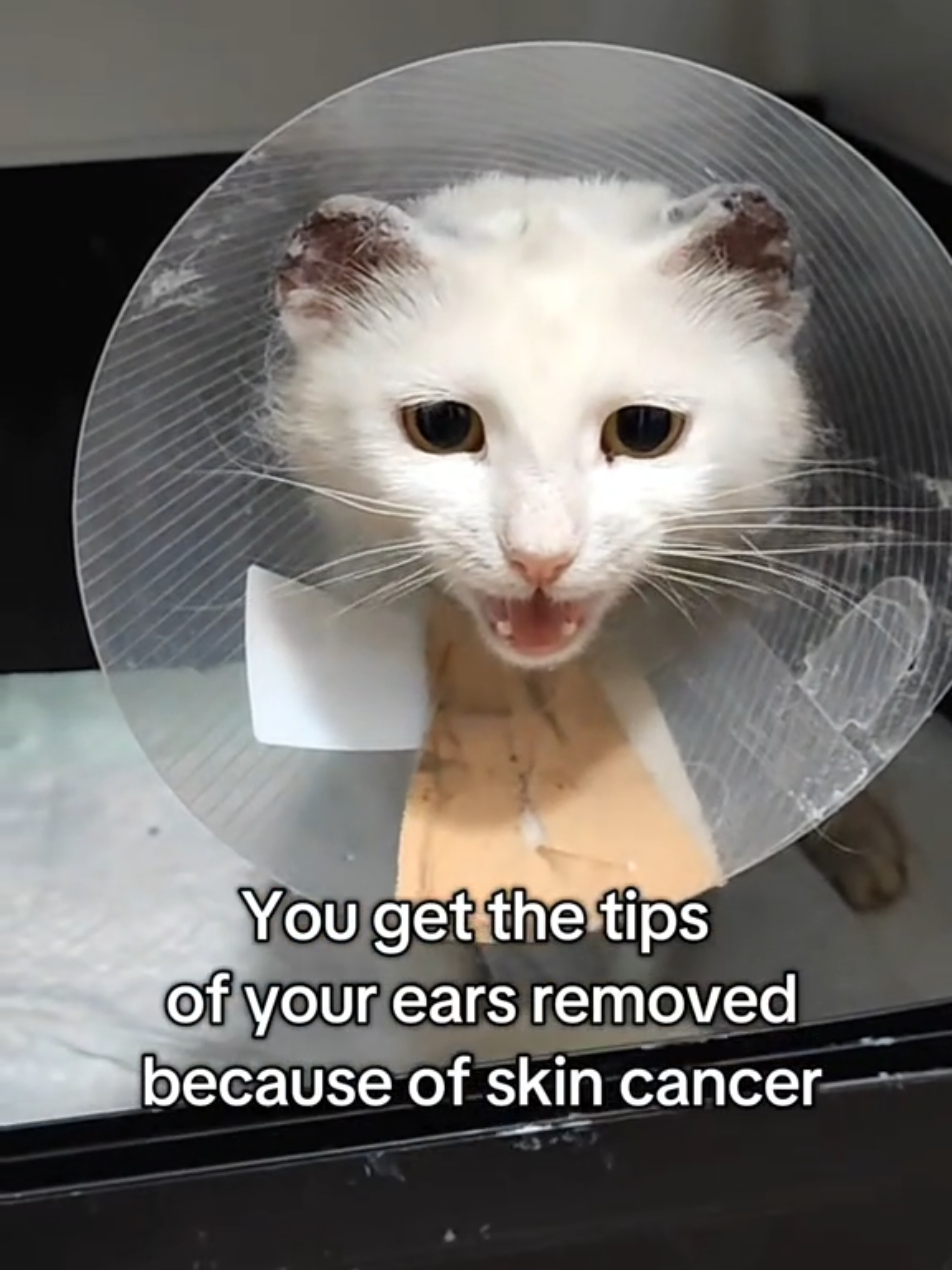 @Fluffy and Pixie