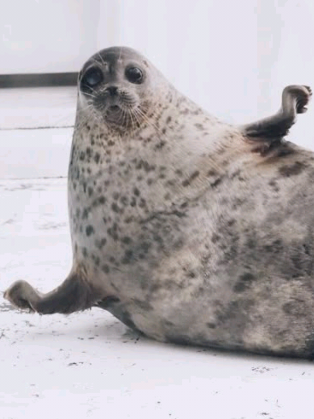 @🩷🎀 seal 🦭🩷