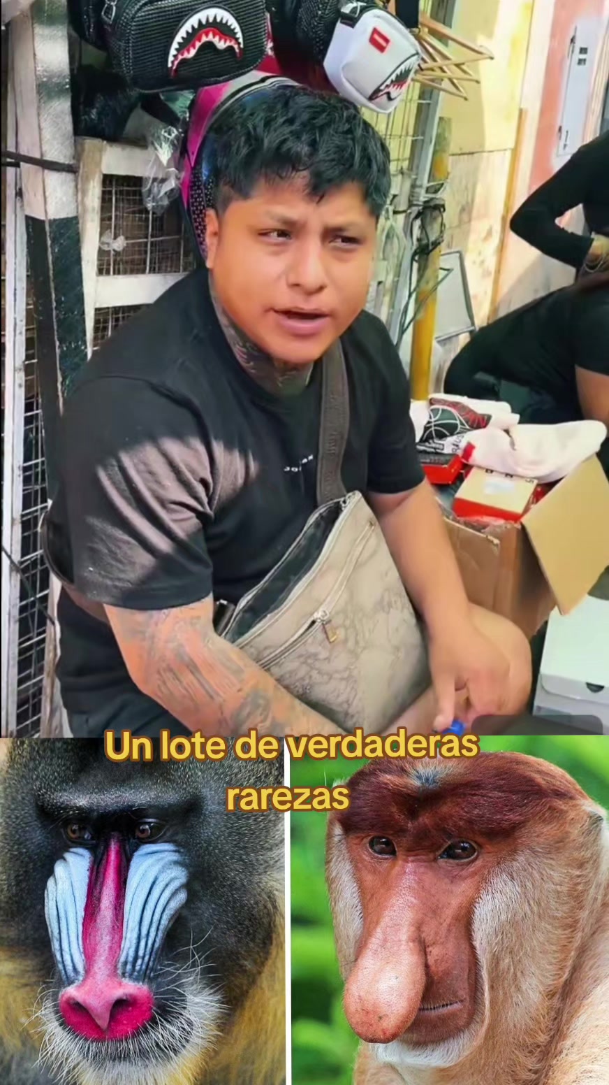 @ShowNegocios