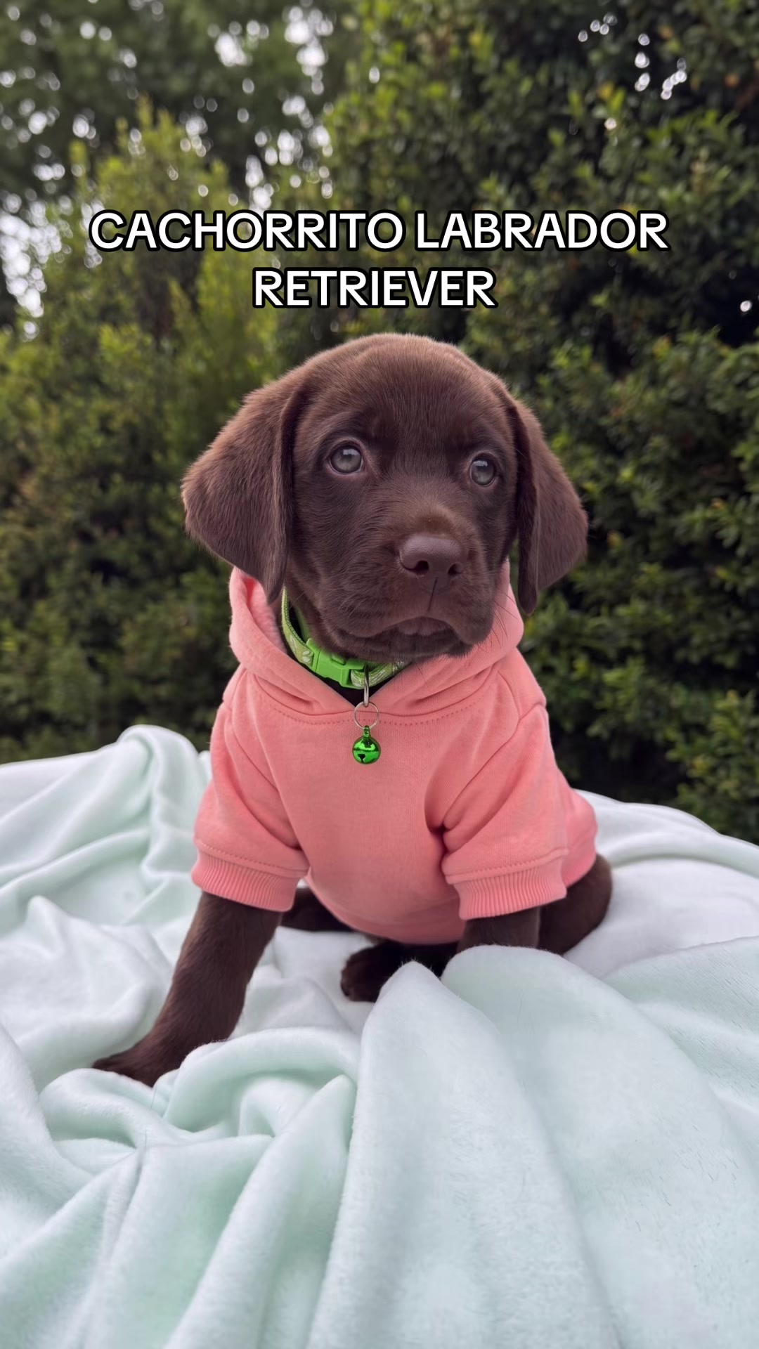 @Super Pet Ecuador 🇪🇨 🐶