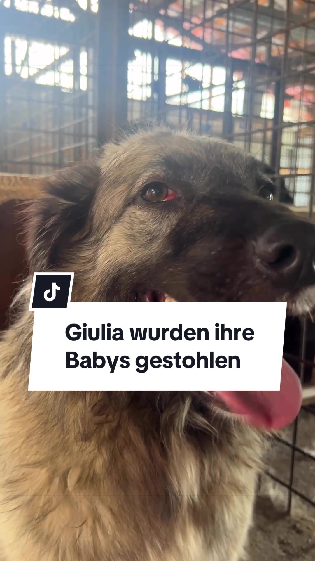 @Ein Herz f&uuml;r Streuner e.V.