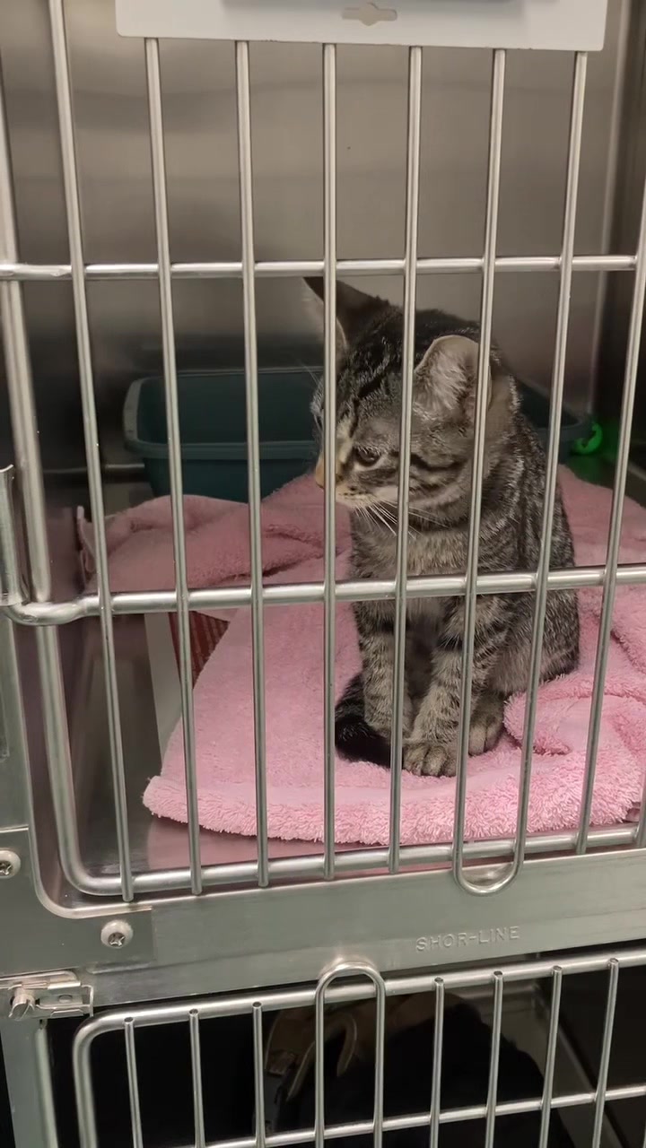 @ArlingtonAnimalHospitalsk